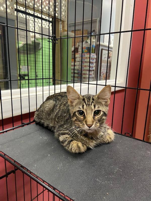 Enlarge Solo, a Adoptable Domestic Short Hair in Chicago, IL image 1/2