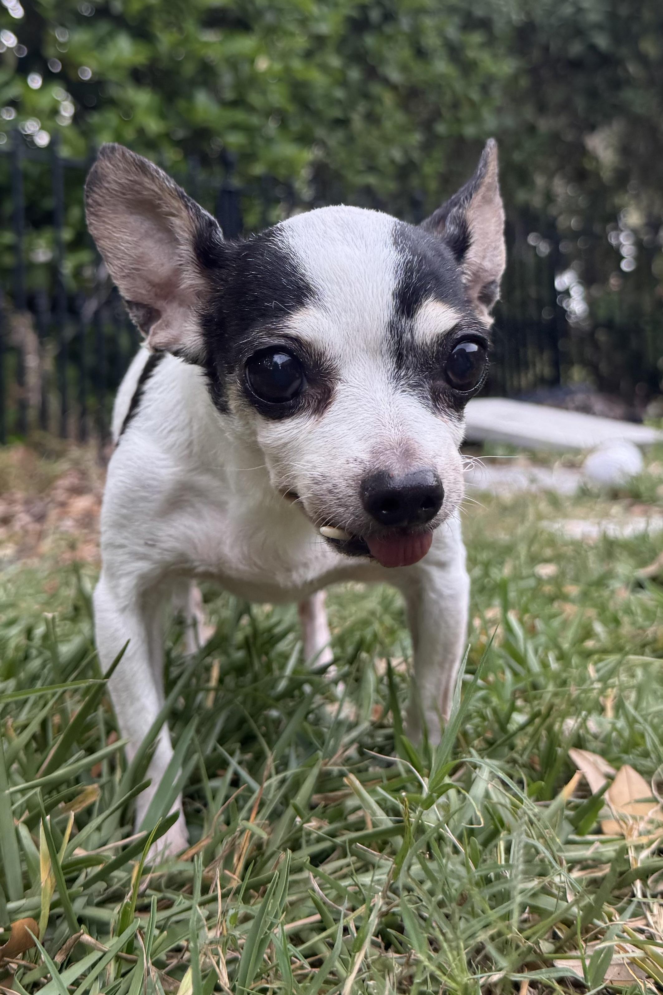 Sassy, a Adoptable Chihuahua in Plant City, FL image 3/4