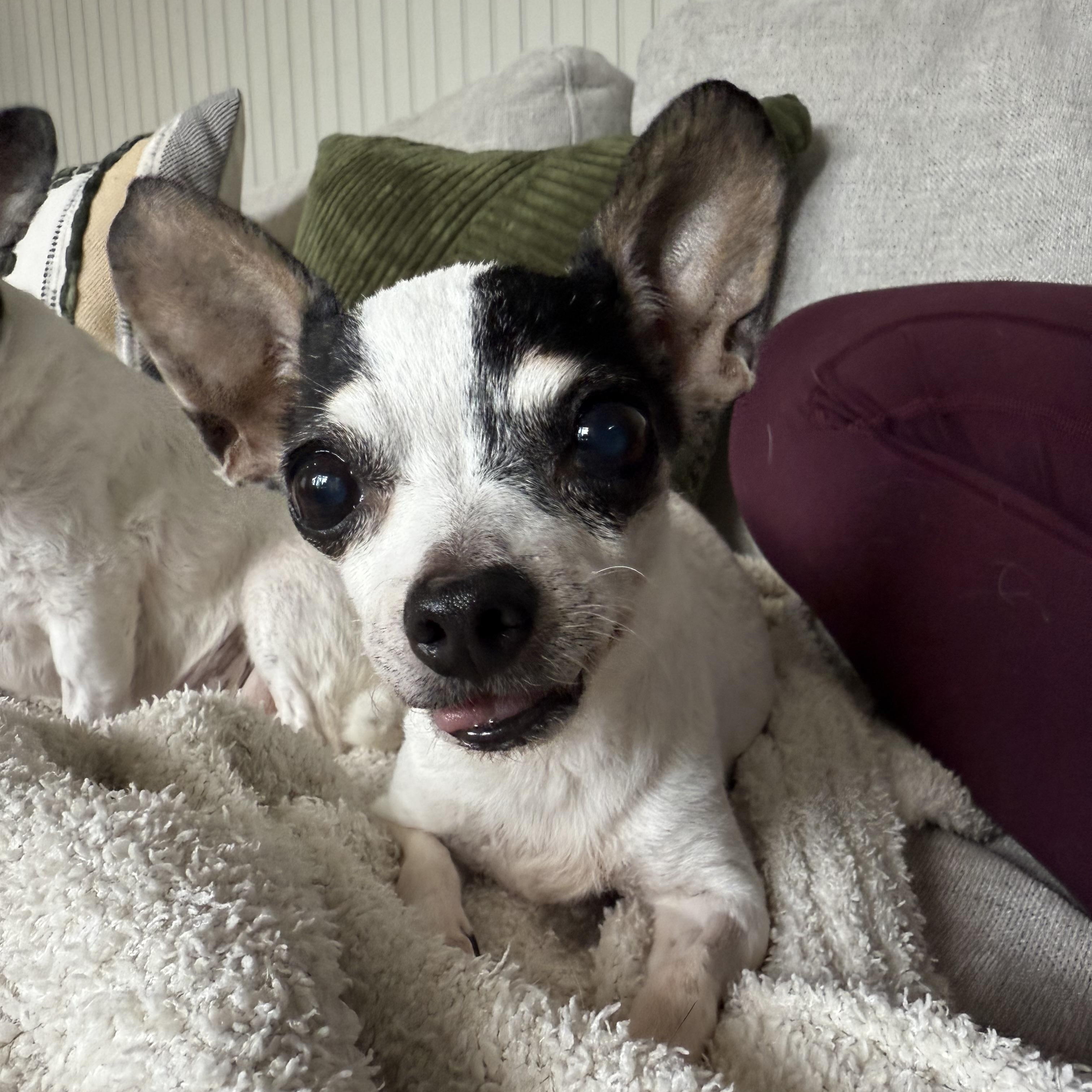 Sassy, a Adoptable Chihuahua in Plant City, FL image 4/4