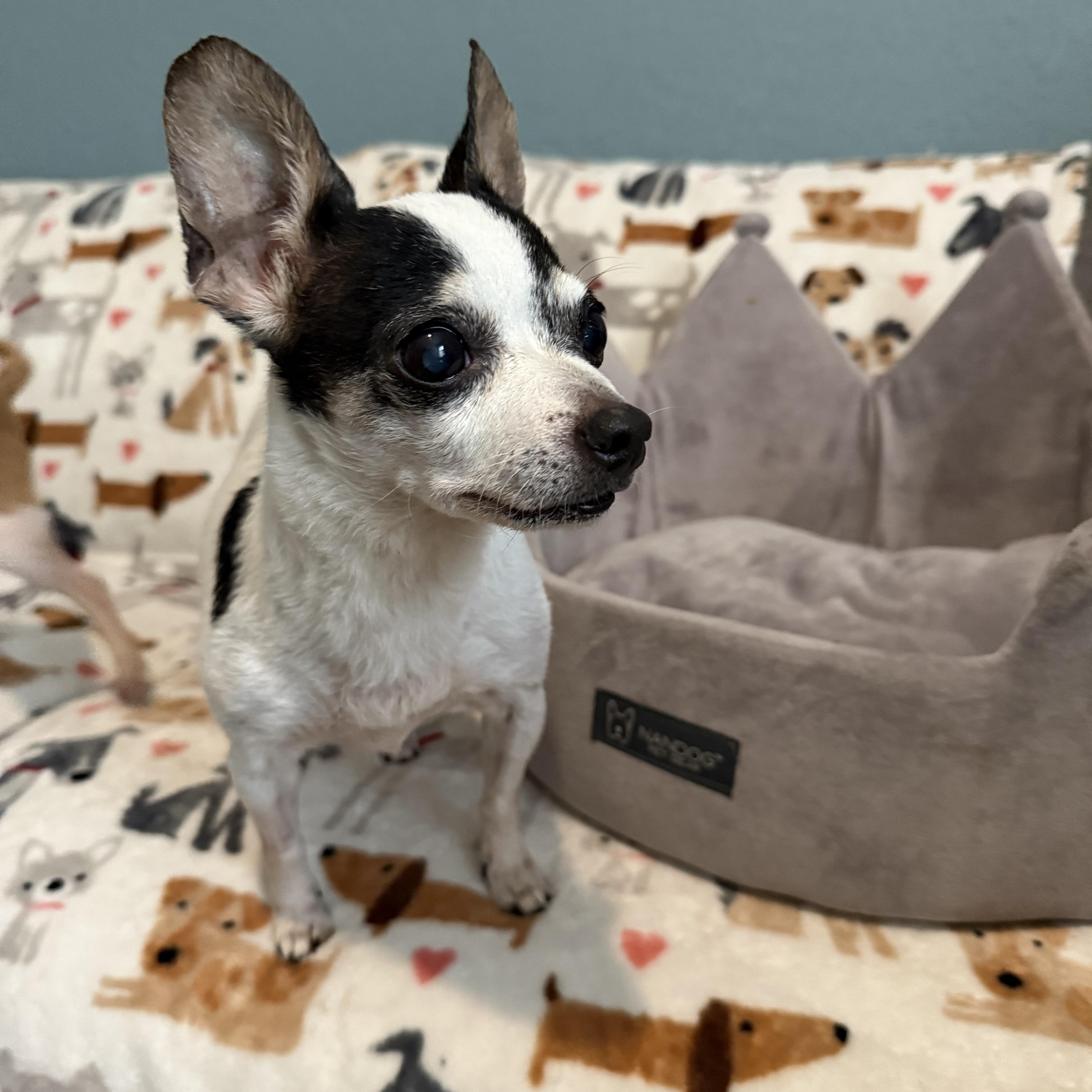 Sassy, a Adoptable Chihuahua in Plant City, FL image 2/4