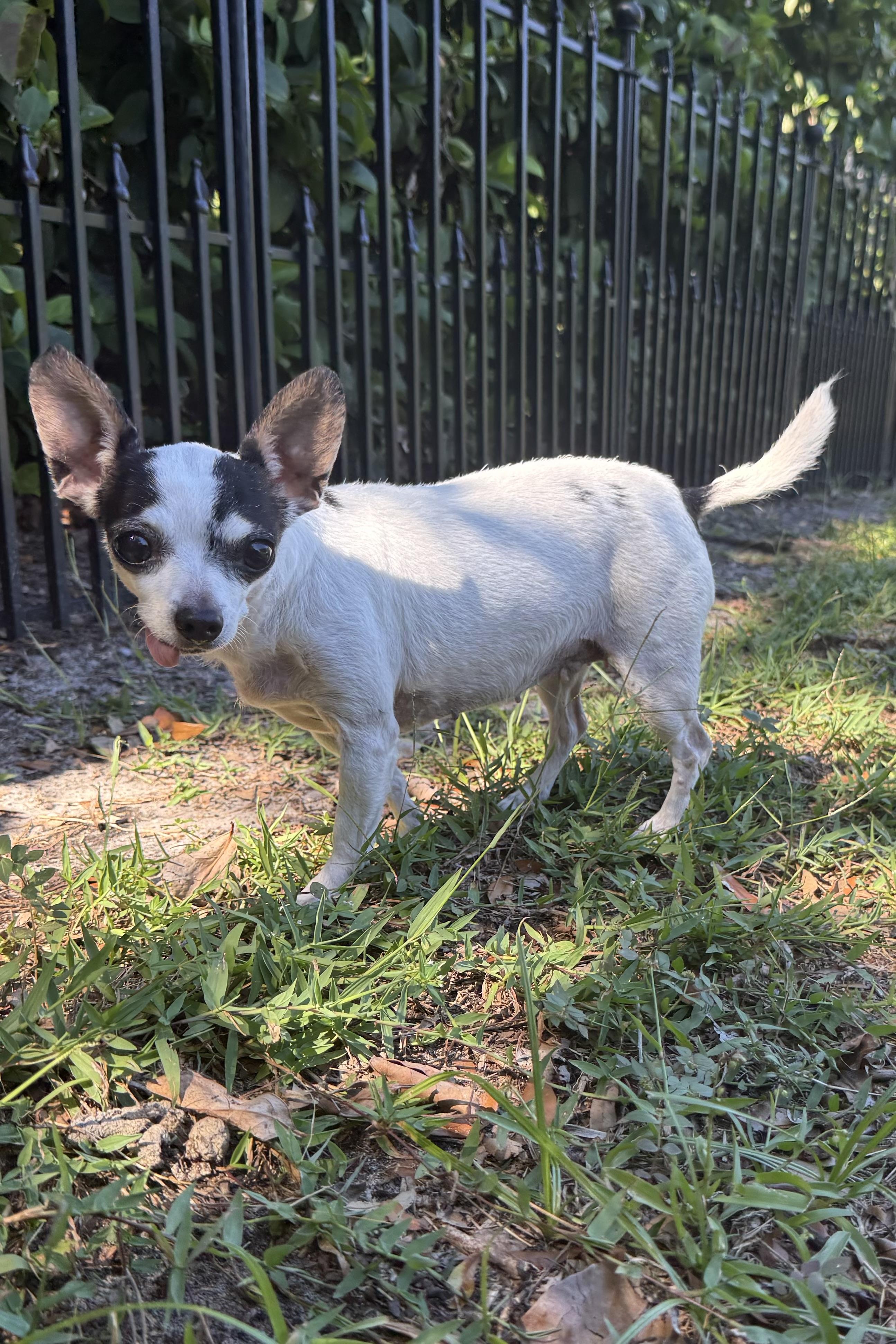 Sassy, a Adoptable Chihuahua in Plant City, FL image 1/4