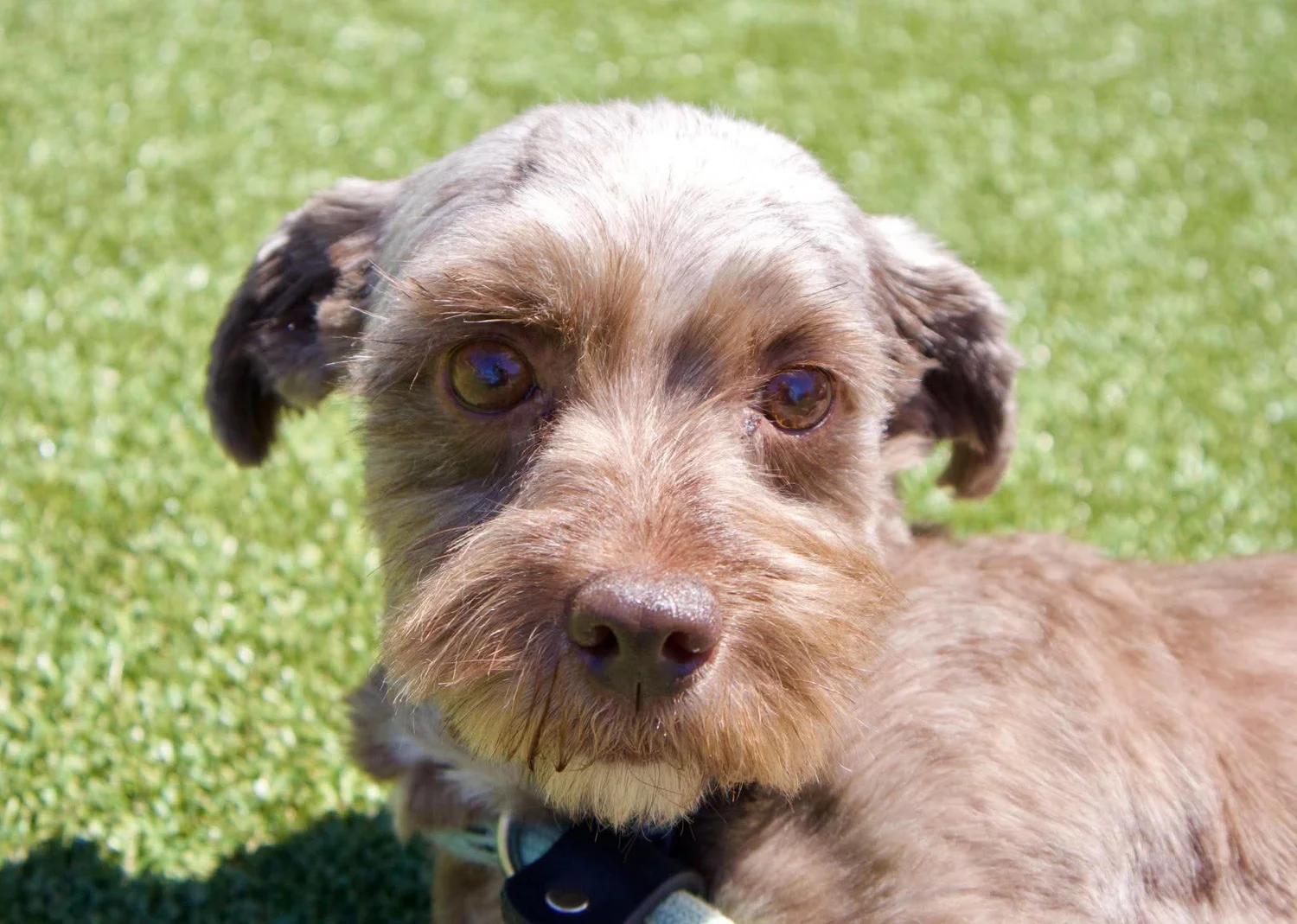 Enlarge Rosa, an adopted mixed breed in Godfrey, IL image 2/6