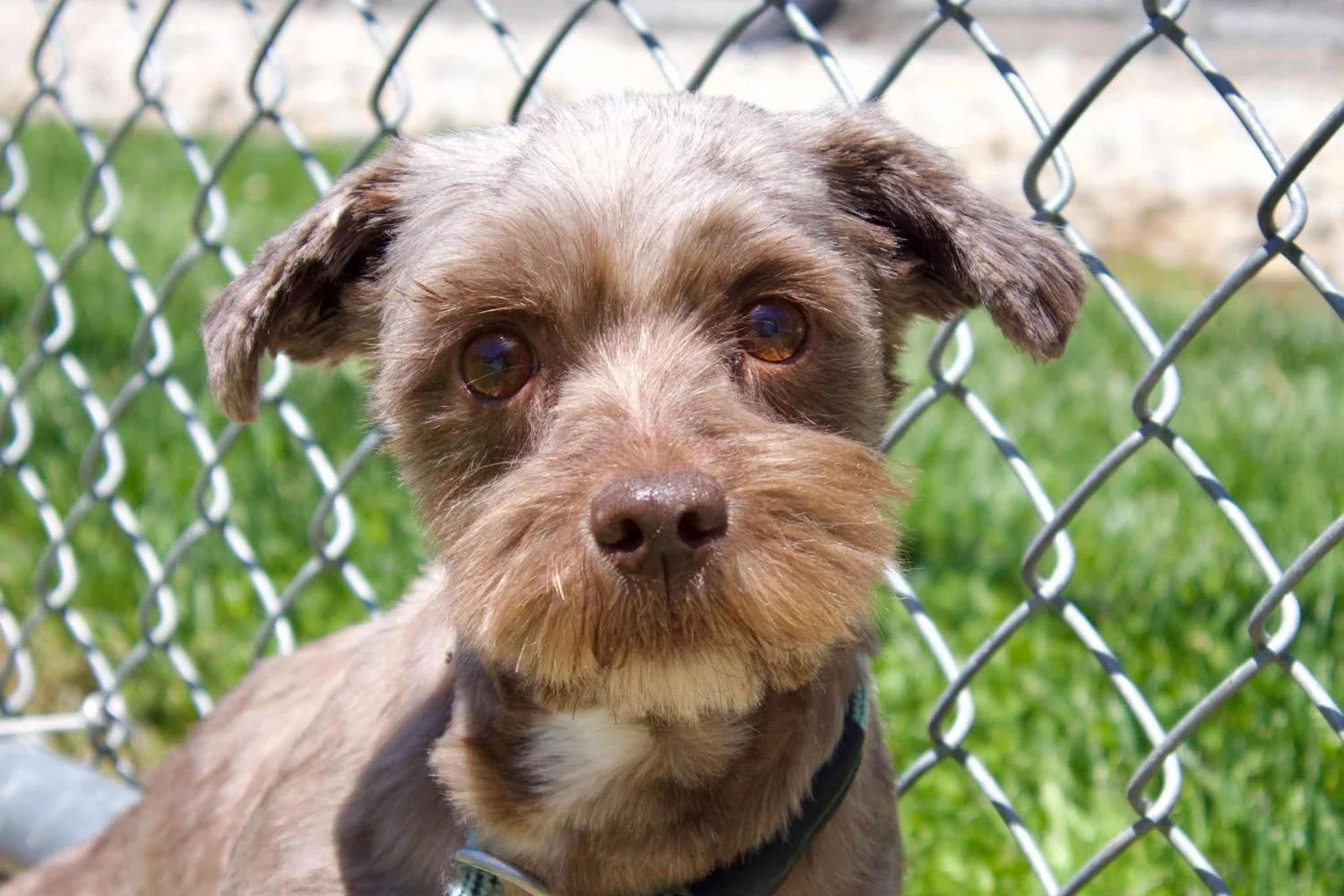 Enlarge Rosa, an adopted mixed breed in Godfrey, IL image 1/6