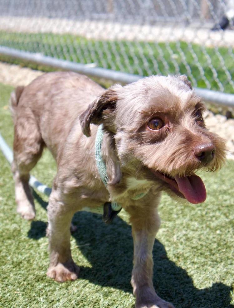 Enlarge Rosa, an adopted mixed breed in Godfrey, IL image 6/6