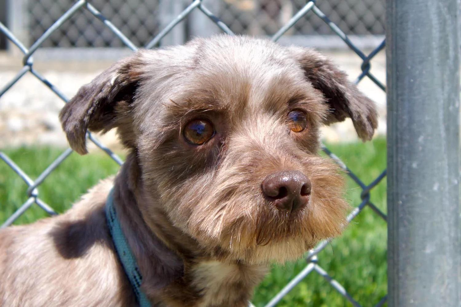 Enlarge Rosa, an adopted mixed breed in Godfrey, IL image 4/6