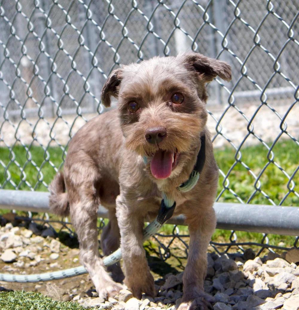 Enlarge Rosa, an adopted mixed breed in Godfrey, IL image 3/6