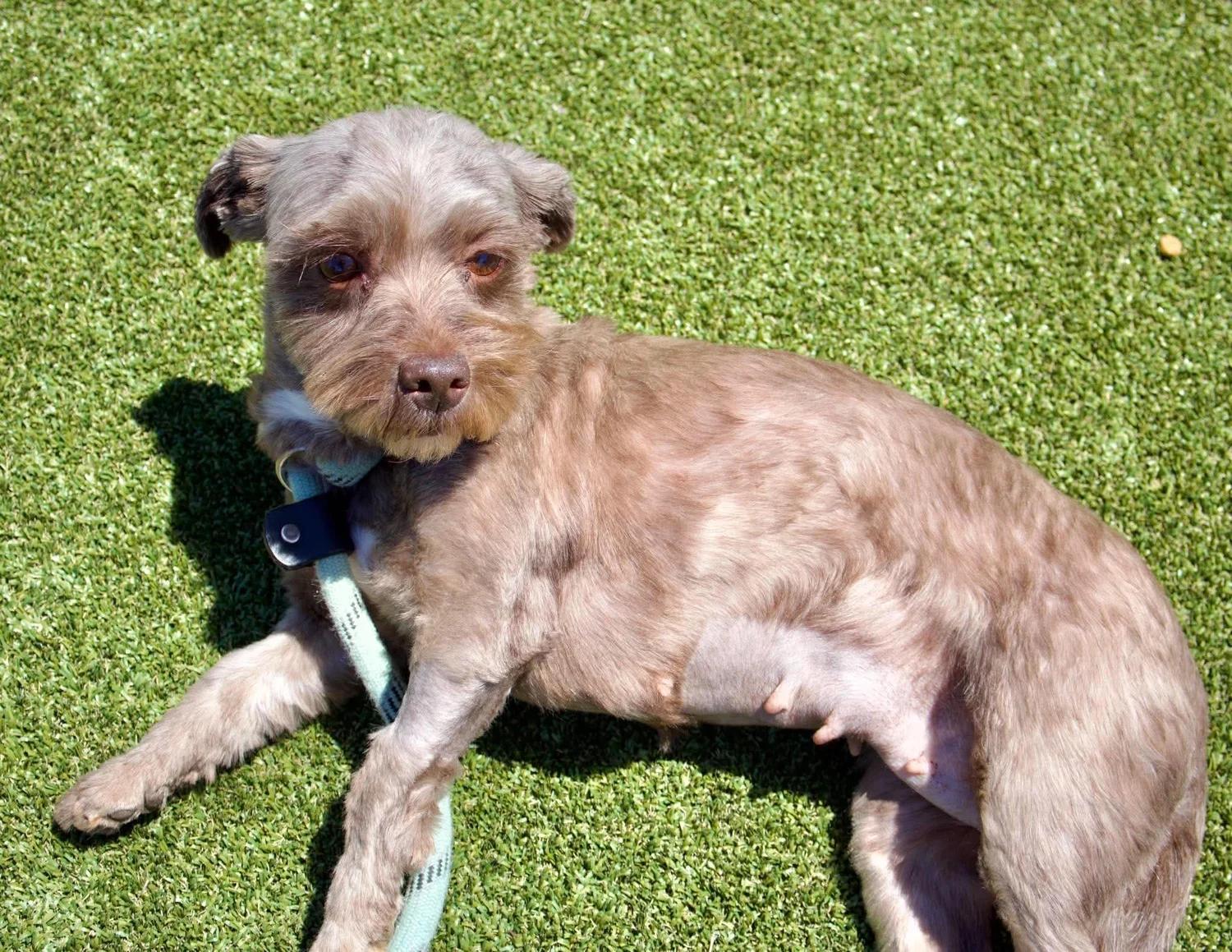 Enlarge Rosa, an adopted mixed breed in Godfrey, IL image 5/6