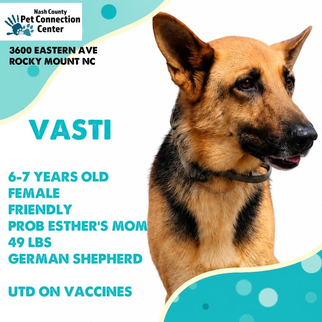 Enlarge VASTI  Available NOW - ADOPTION or RESCUE!, a Adoptable mixed breed in Nashville, NC image 1/1