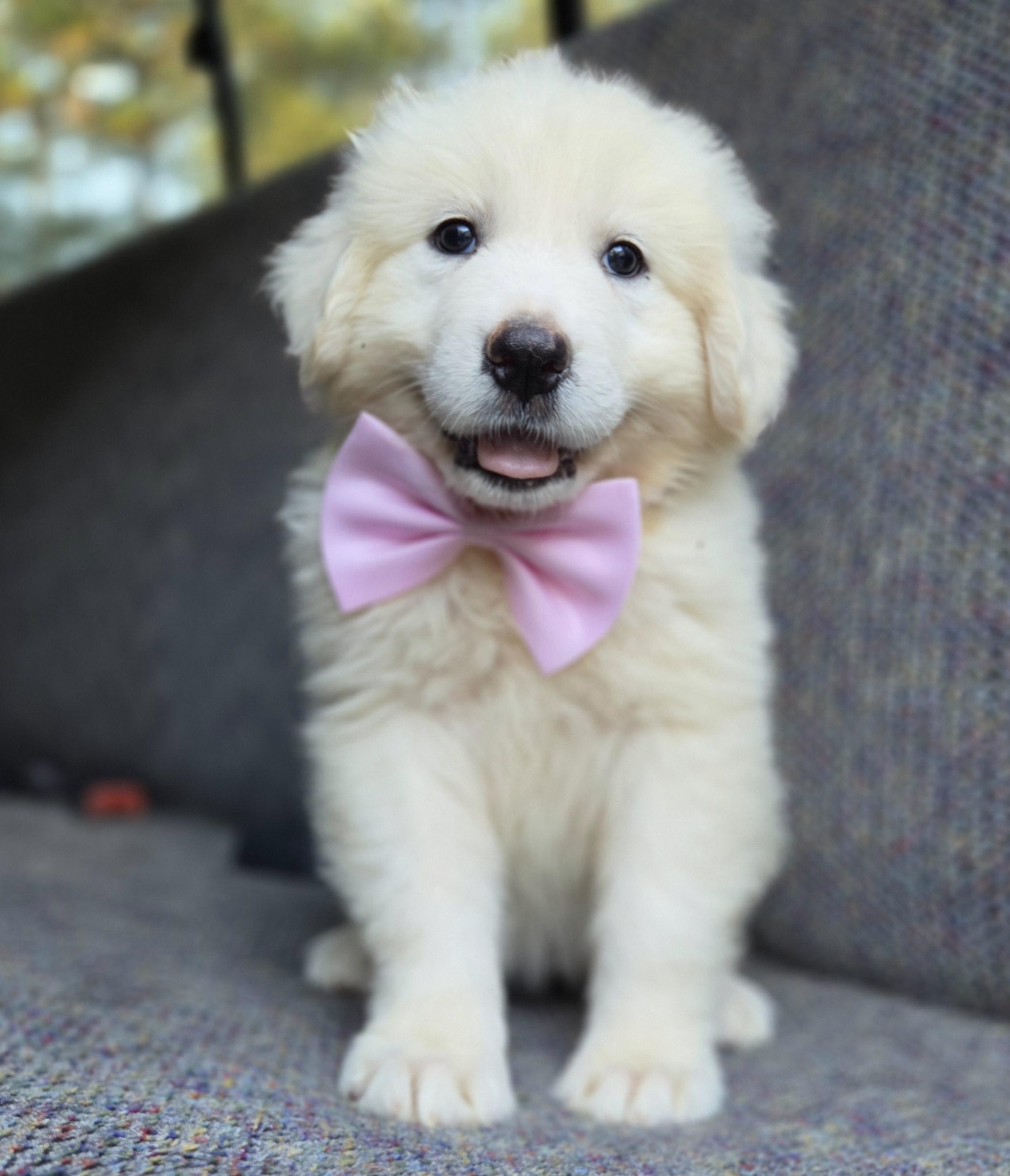 Enlarge Sable, a Adopted Great Pyrenees in Gilbert, SC image 1/6