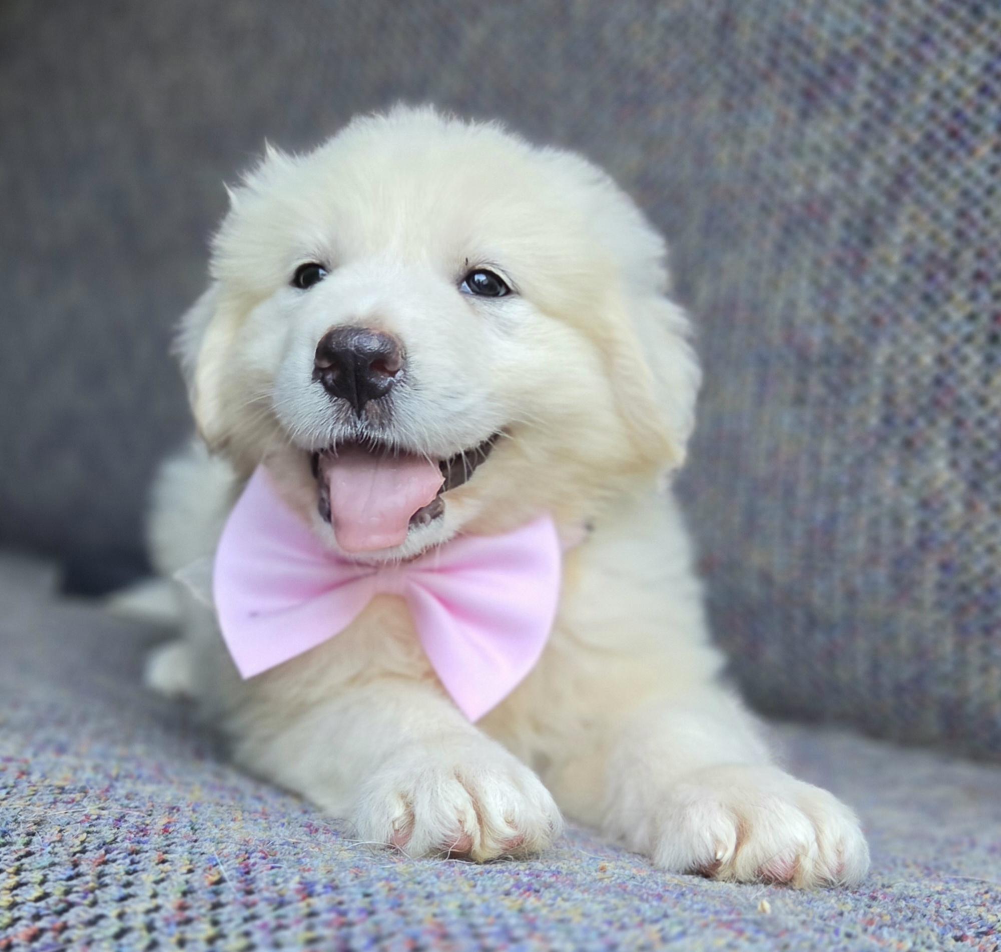 Enlarge Sable, a Adopted Great Pyrenees in Gilbert, SC image 4/6