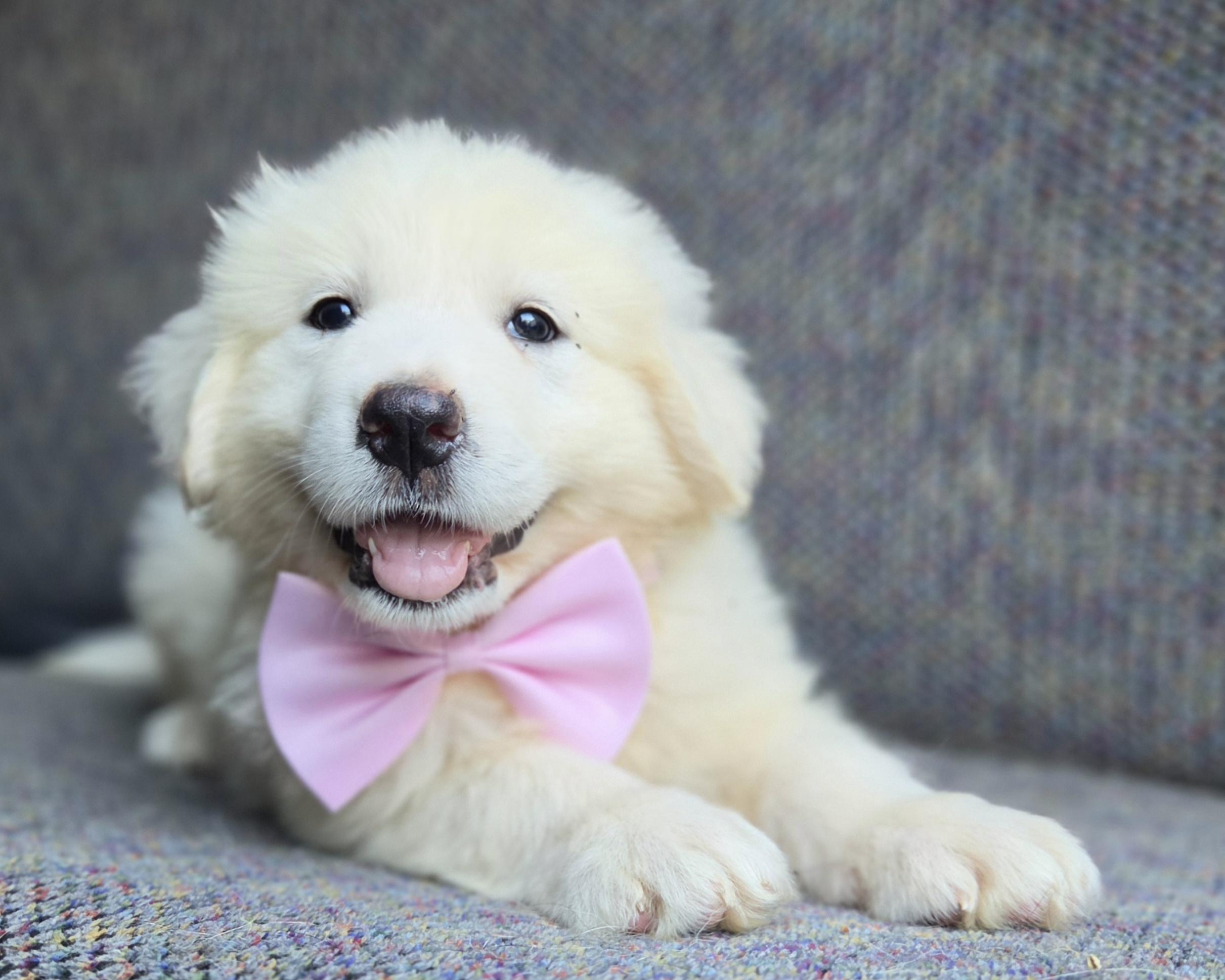 Enlarge Sable, a Adopted Great Pyrenees in Gilbert, SC image 5/6