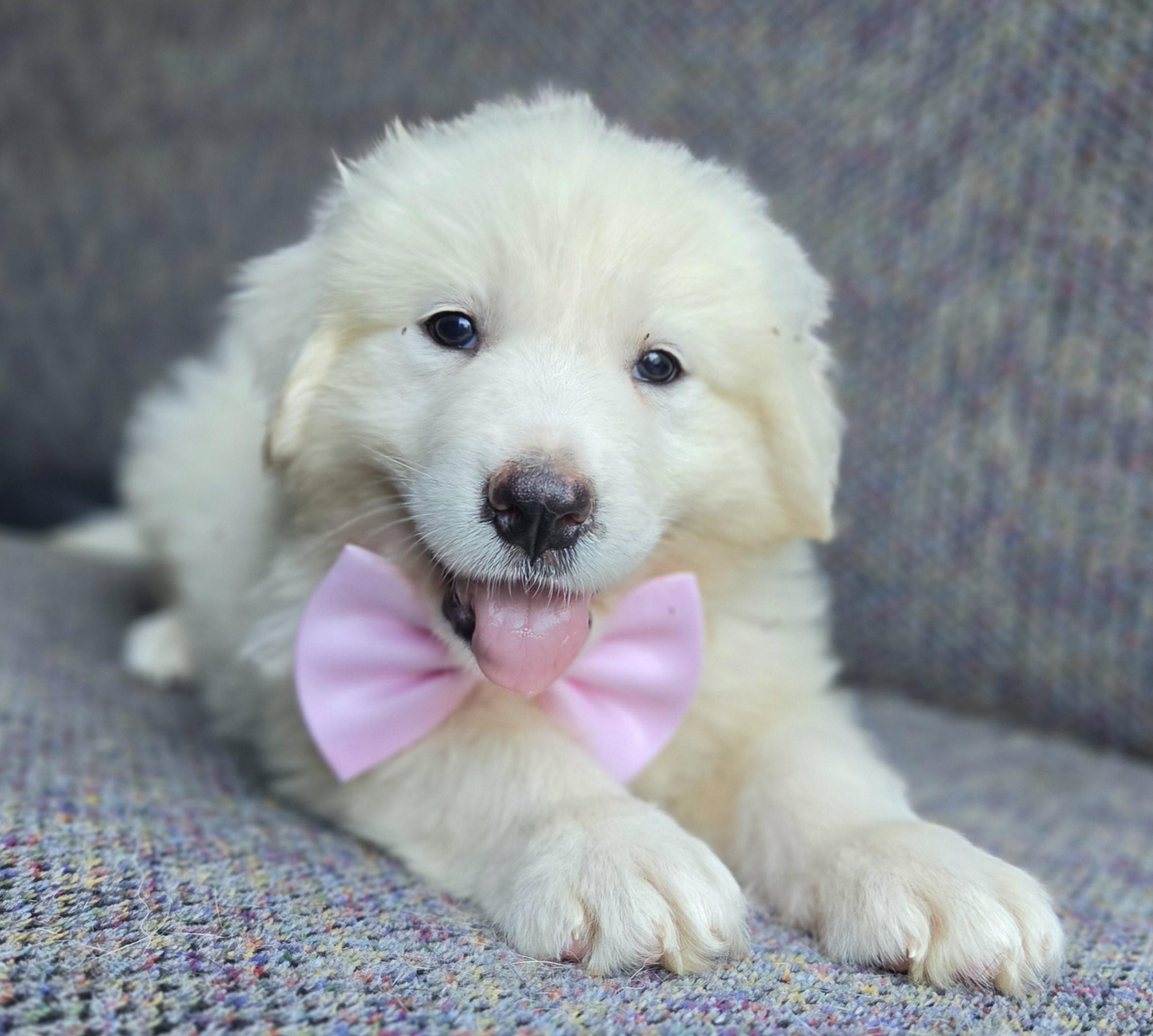 Enlarge Sable, a Adopted Great Pyrenees in Gilbert, SC image 6/6