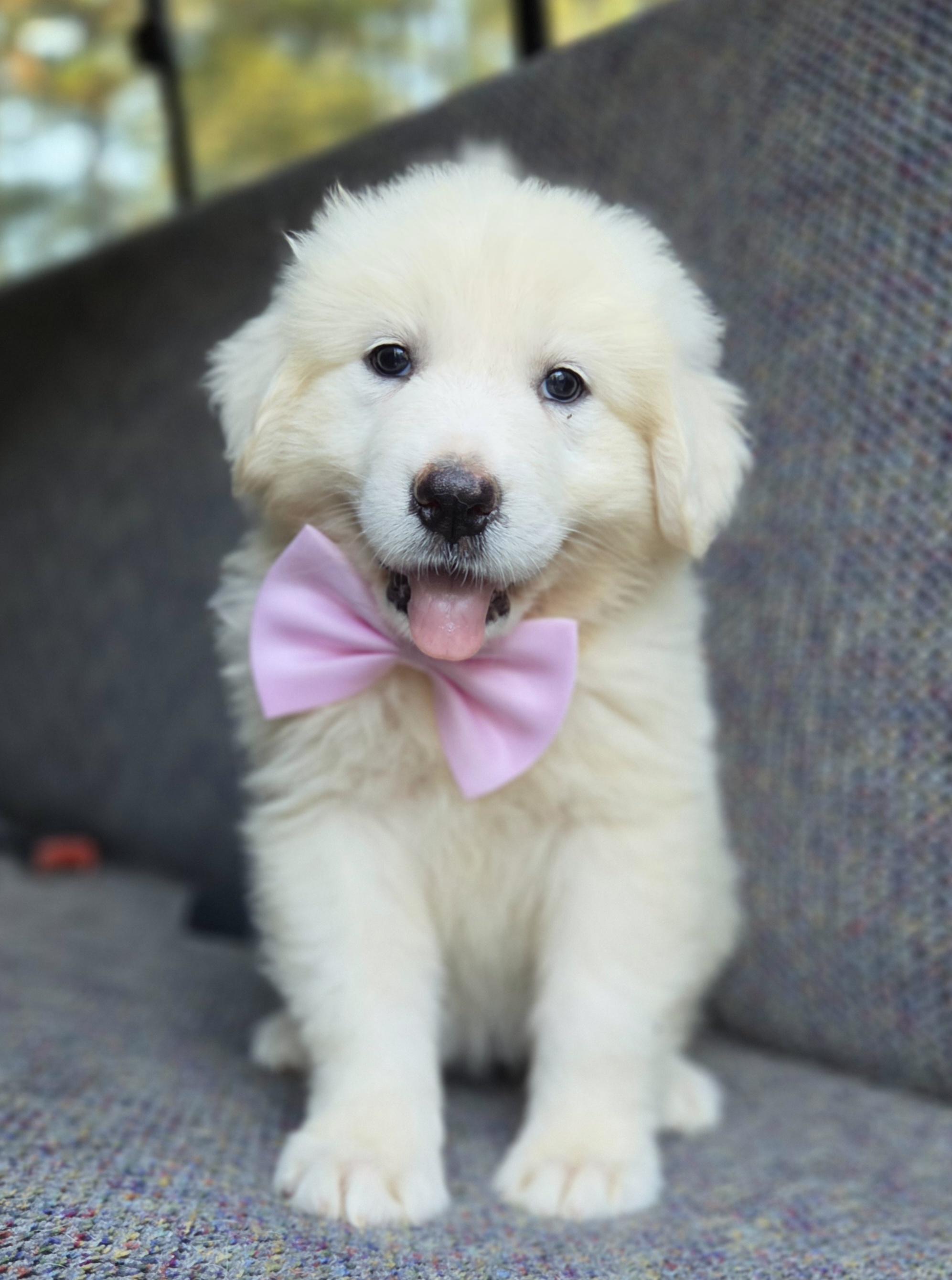 Enlarge Sable, a Adopted Great Pyrenees in Gilbert, SC image 2/6