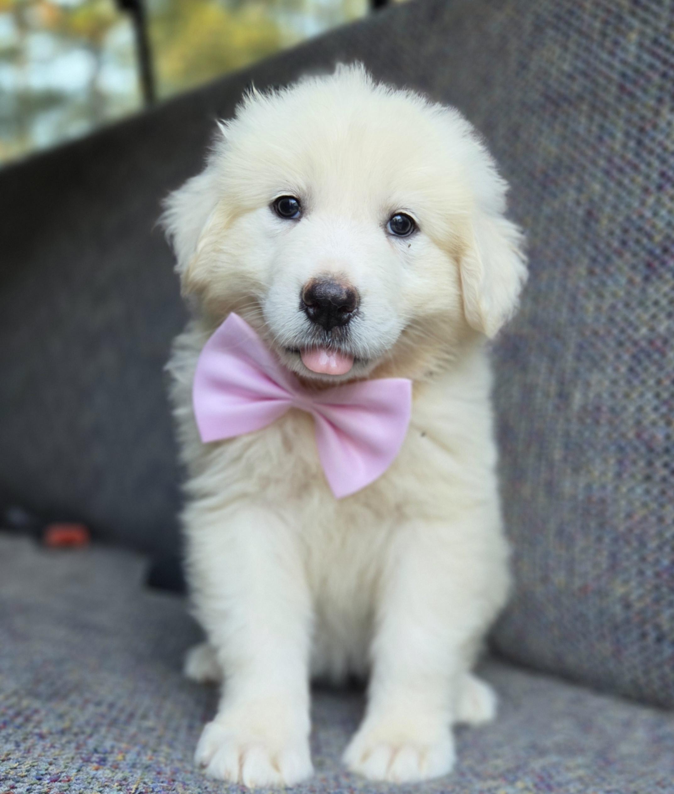 Enlarge Sable, a Adopted Great Pyrenees in Gilbert, SC image 3/6