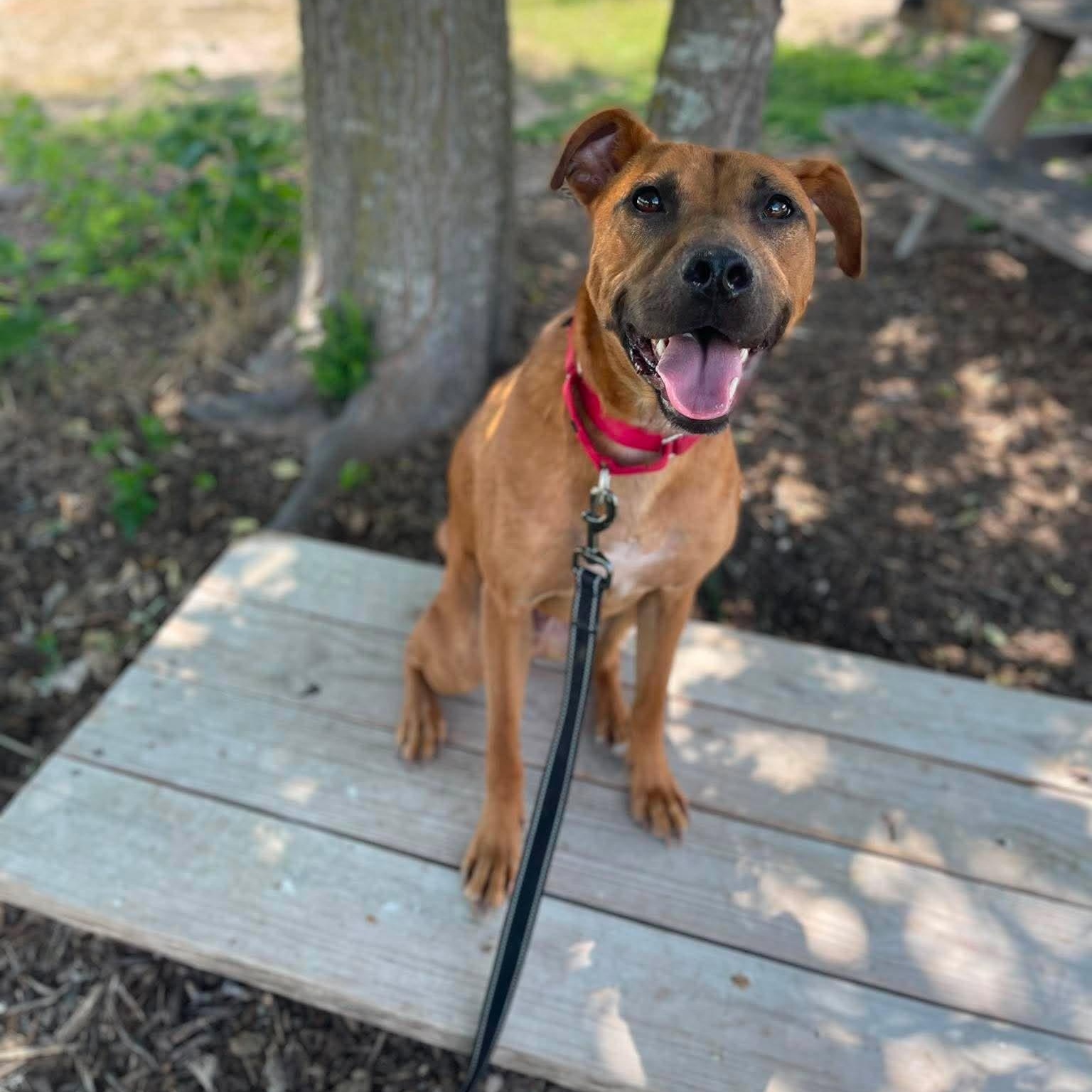 Enlarge Lucas, a Adoptable mixed breed in East Hartford, CT image 5/6