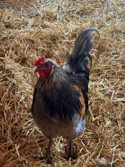 Enlarge KIWI, a Adoptable Chicken in Derwood, MD image 1/1