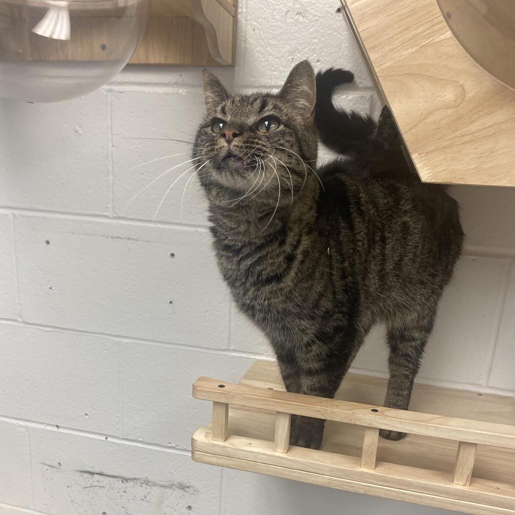 Enlarge Klaus, a Adoptable Domestic Short Hair in Dayton, OH image 3/6