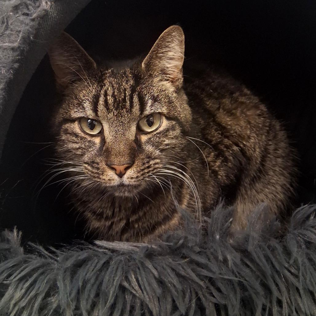 Enlarge Klaus, a Adoptable Domestic Short Hair in Dayton, OH image 5/6