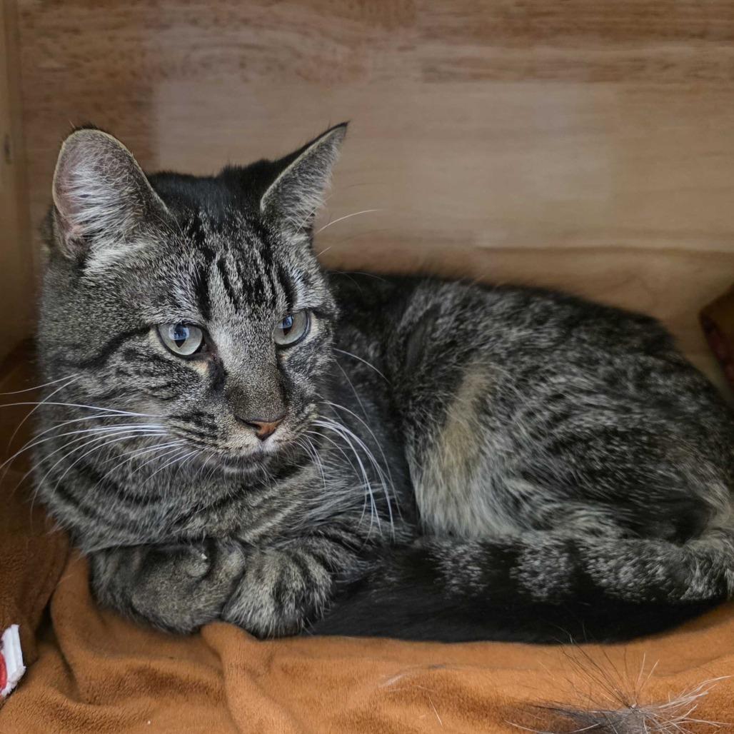 Enlarge Klaus, a Adoptable Domestic Short Hair in Dayton, OH image 6/6