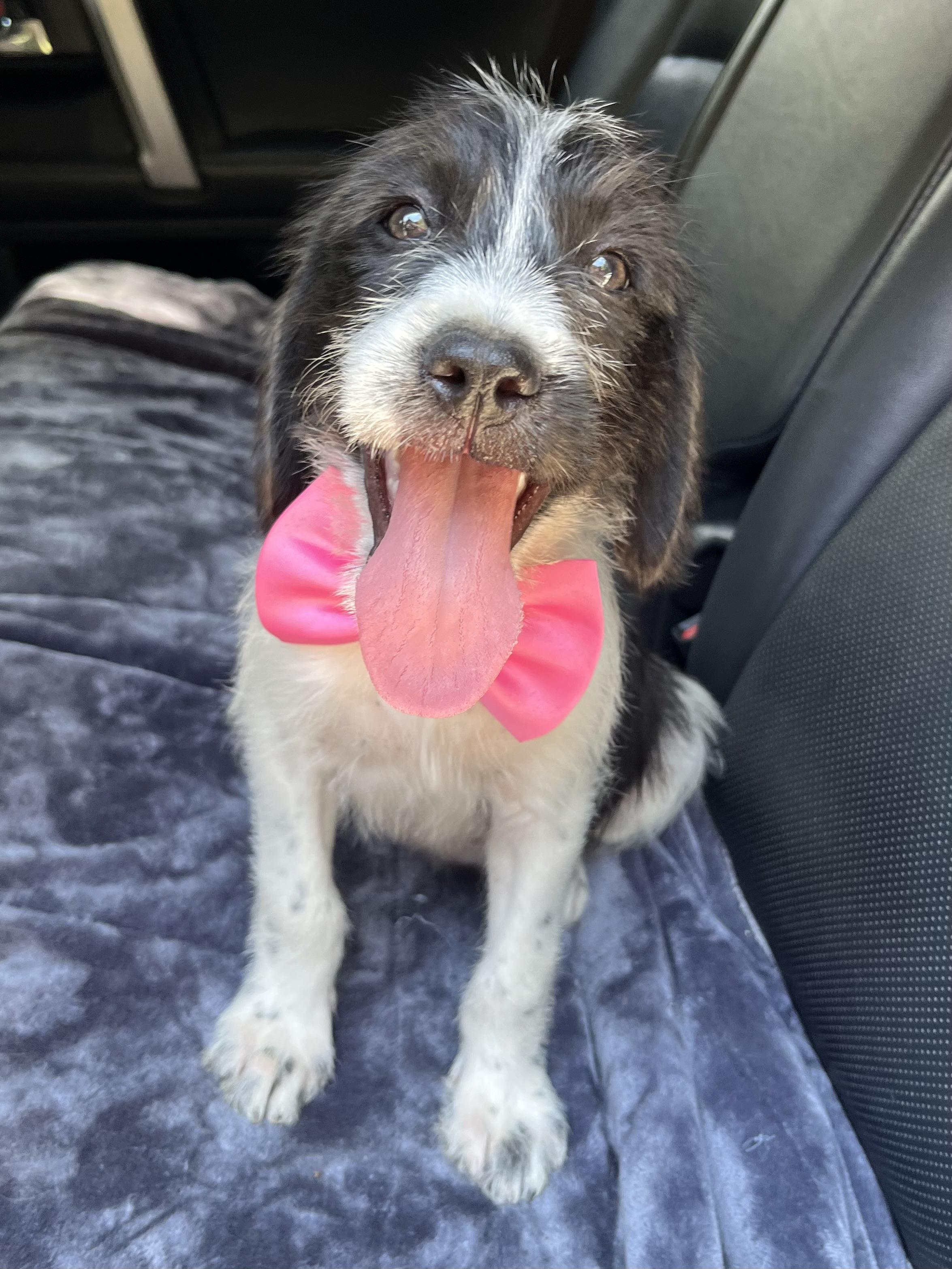 Enlarge Minnie, a Adoptable mixed breed in Atlanta , GA image 5/6