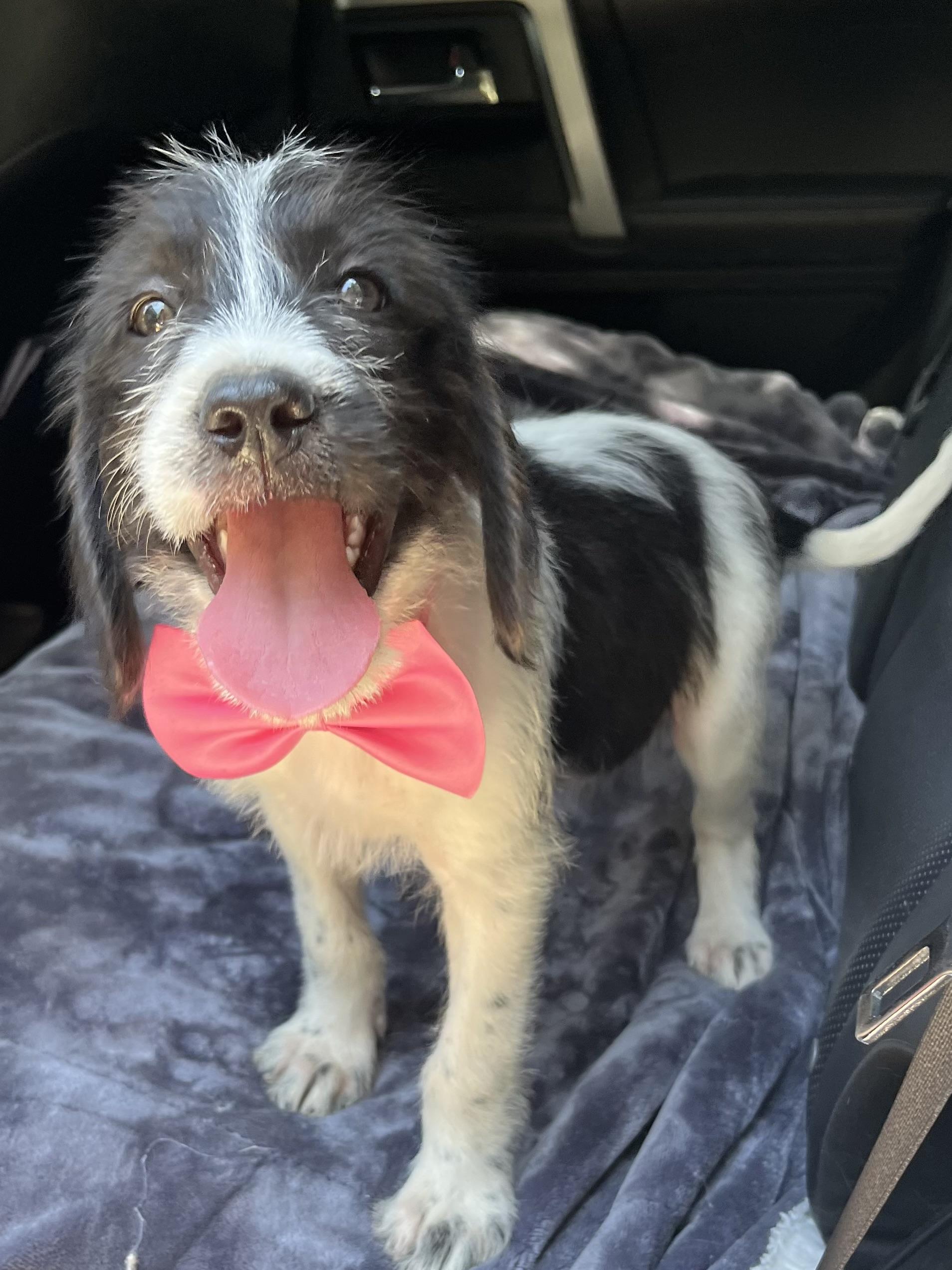 Enlarge Minnie, a Adoptable mixed breed in Atlanta , GA image 2/6