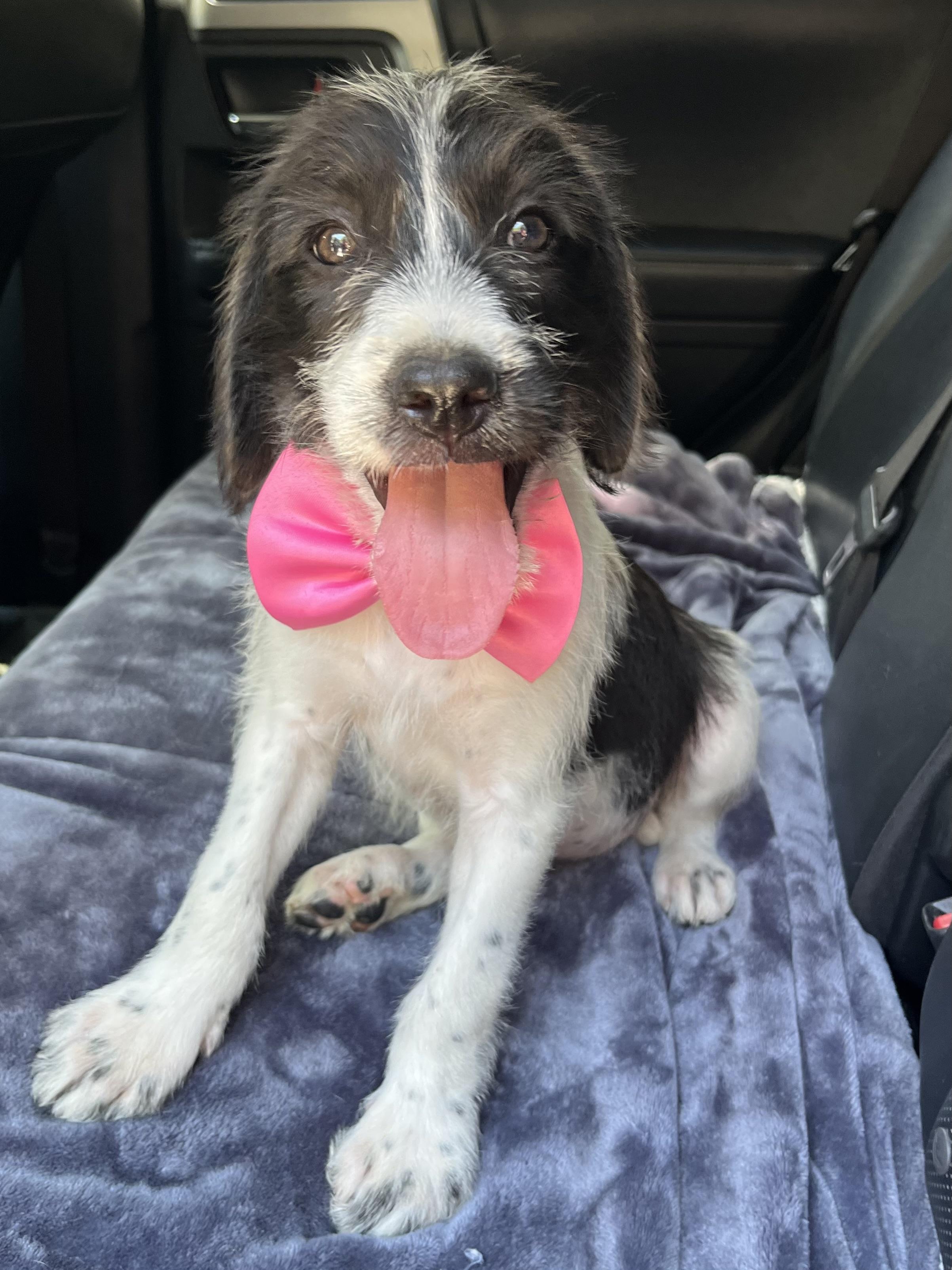 Enlarge Minnie, a Adoptable mixed breed in Atlanta , GA image 1/6