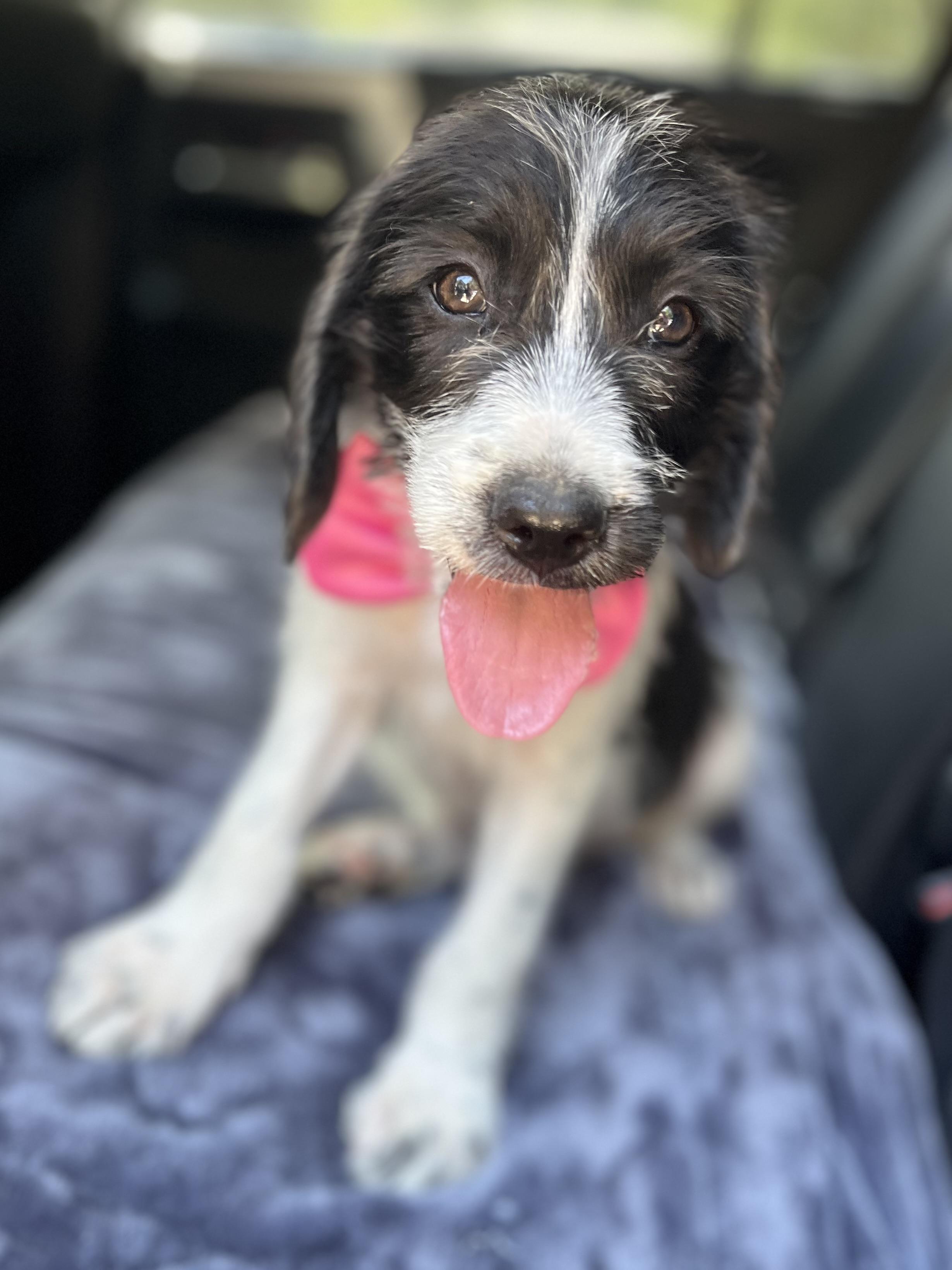 Enlarge Minnie, a Adoptable mixed breed in Atlanta , GA image 4/6