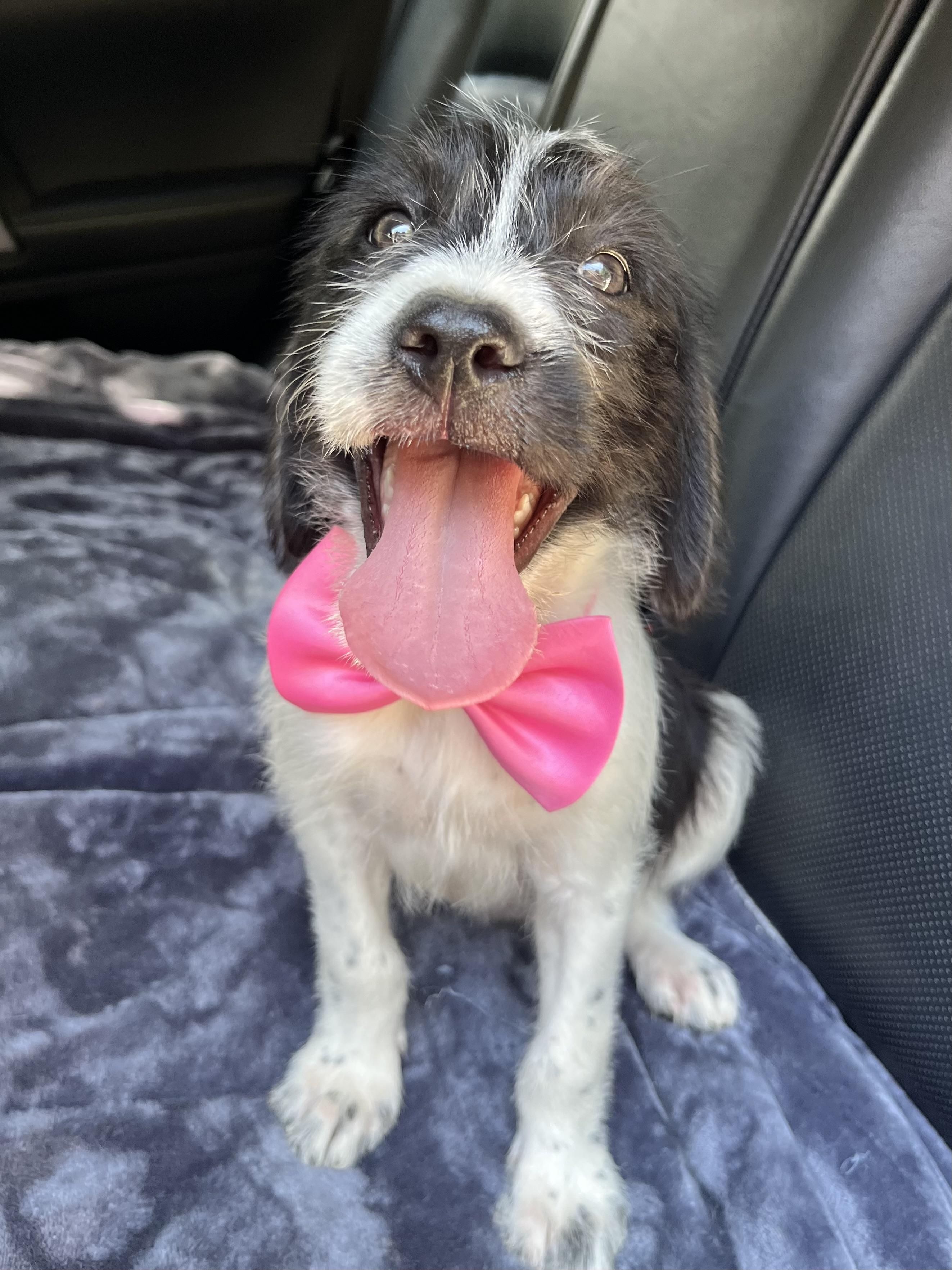 Enlarge Minnie, a Adoptable mixed breed in Atlanta , GA image 6/6