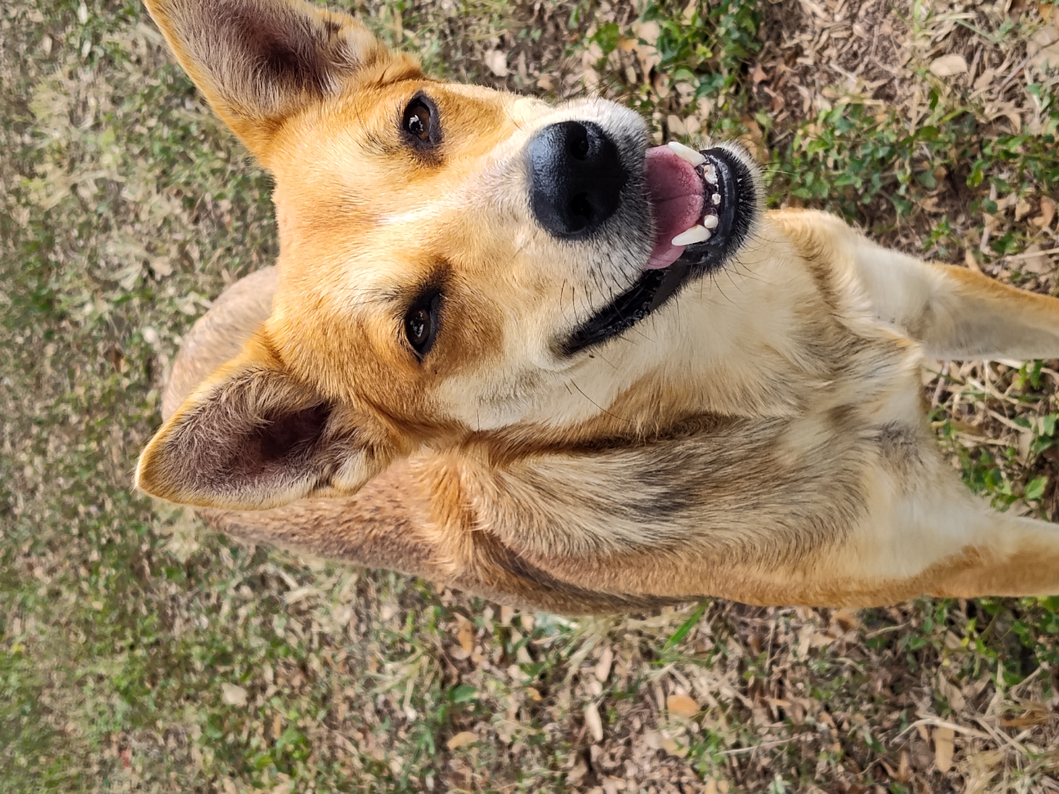 Coyota, Young Female Carolina Dog
