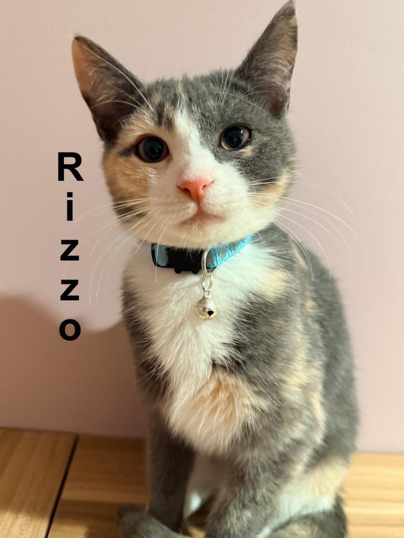 Rizzo Shes. SWEET SISTER TO MARTY (F)