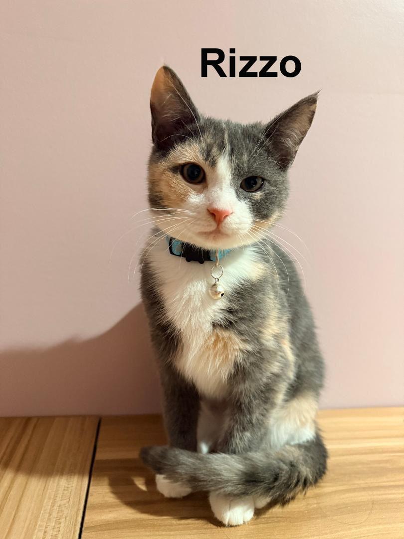 Rizzo Shes. SWEET SISTER TO MARTY (F) — thumbnail 2