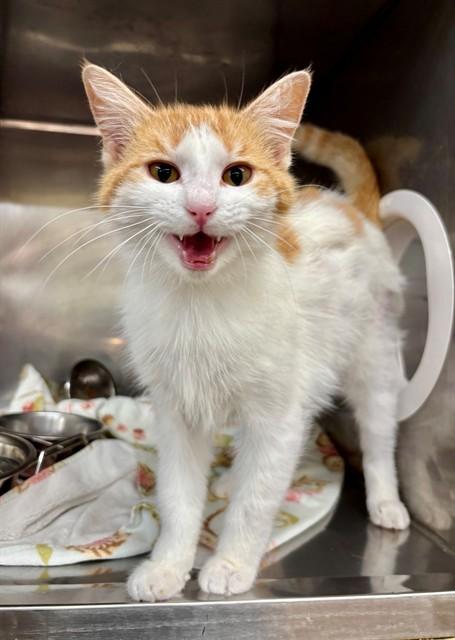 LAKEYN, Adoptable, Young Female Domestic Medium Hair.