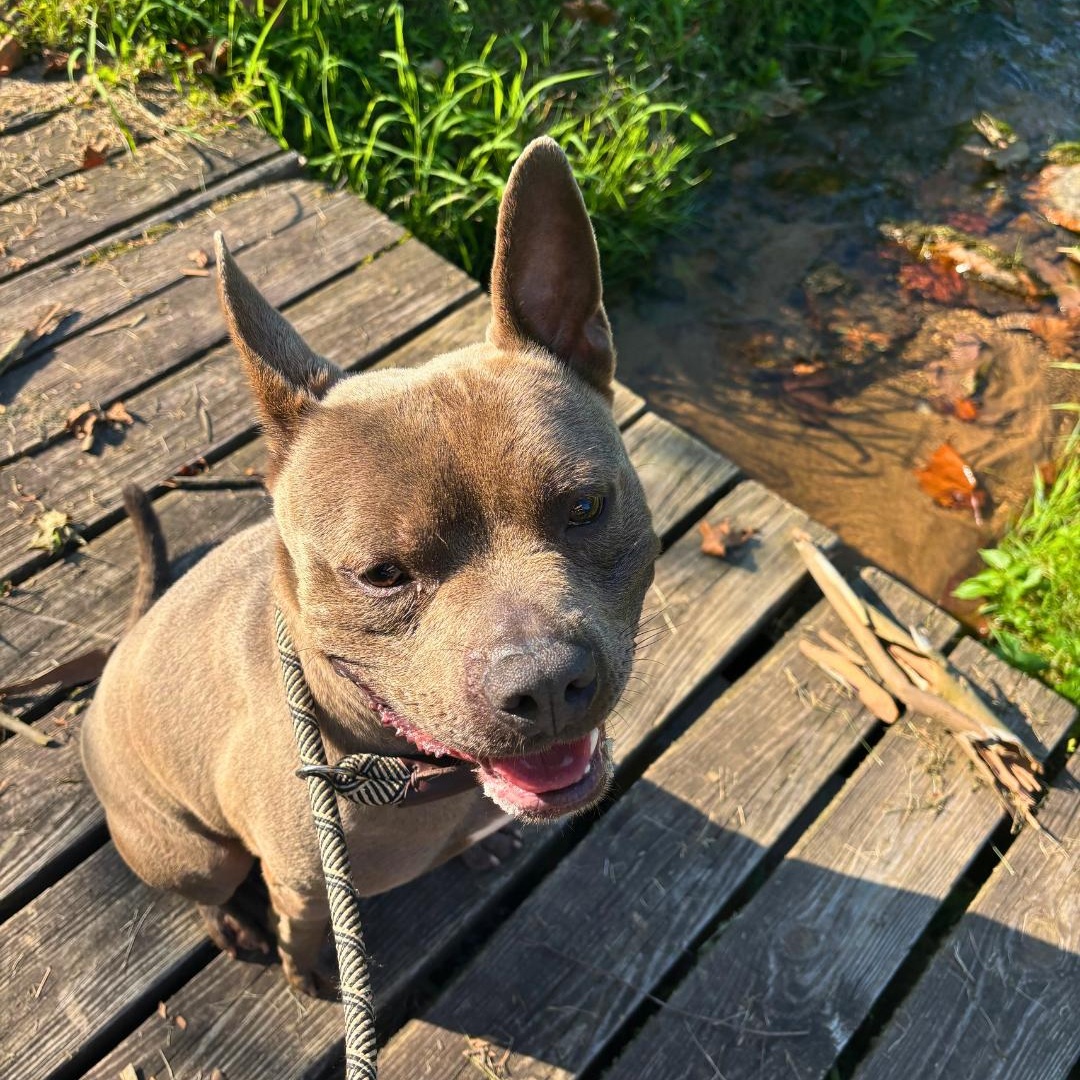 Enlarge Fulton, a Adoptable Mixed Breed in FLEETWOOD, PA image 5/6