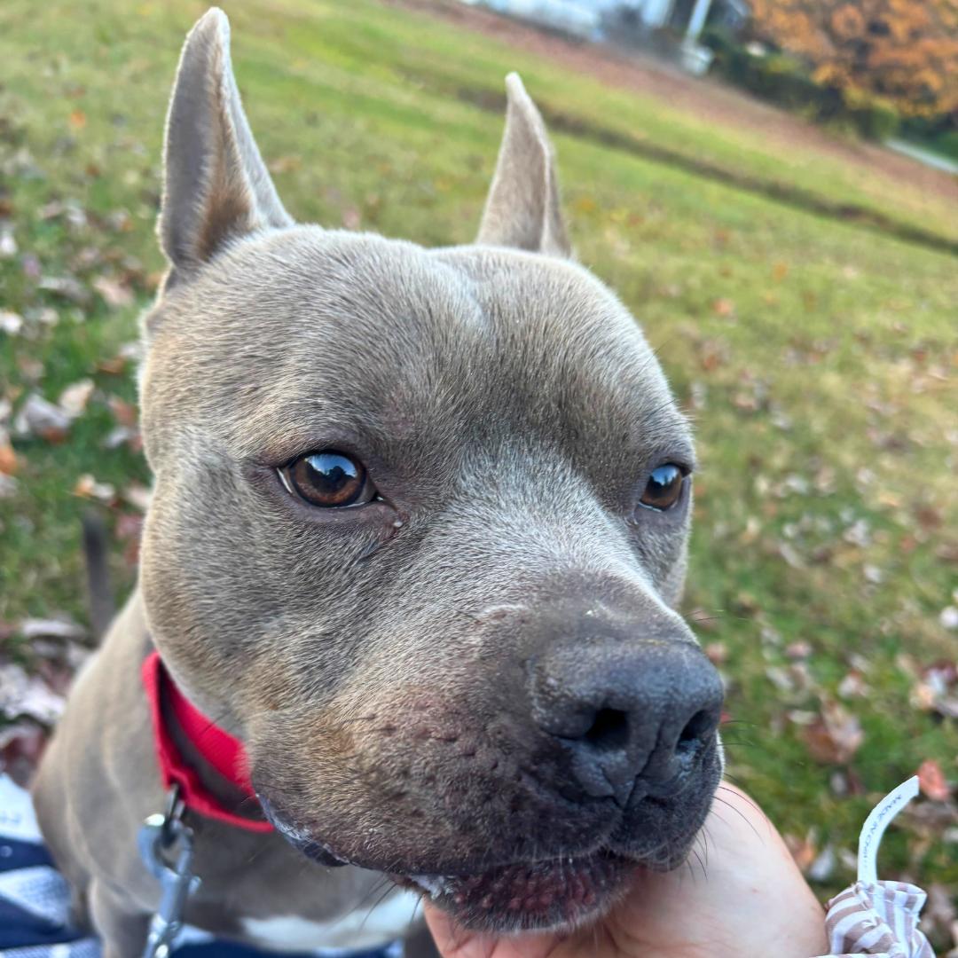 Enlarge Fulton, a Adoptable Mixed Breed in FLEETWOOD, PA image 6/6