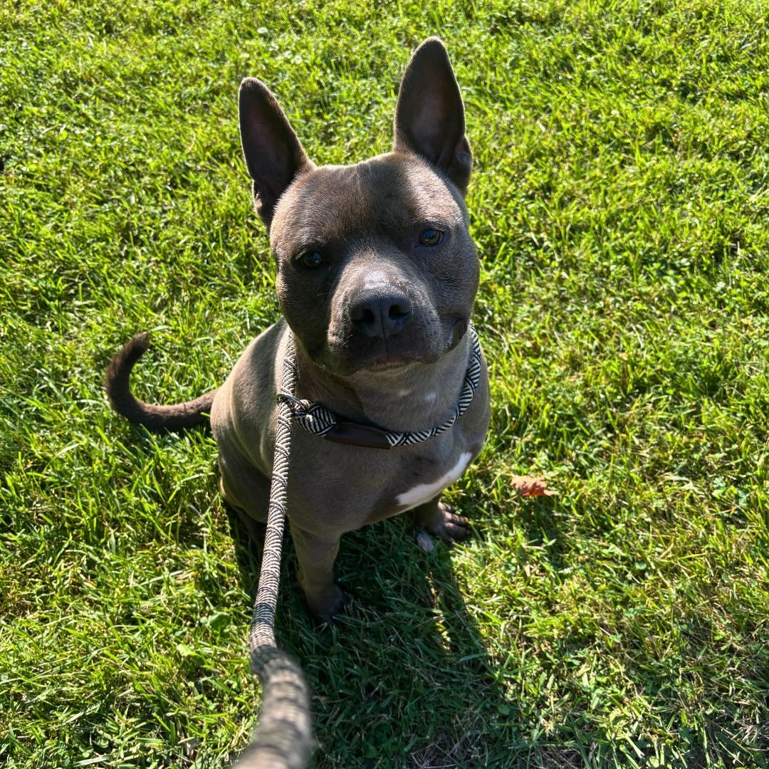 Enlarge Fulton, a Adoptable Mixed Breed in FLEETWOOD, PA image 1/6