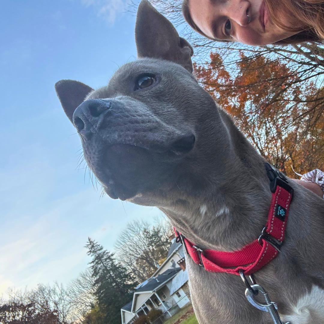 Enlarge Fulton, a Adoptable Mixed Breed in FLEETWOOD, PA image 3/6