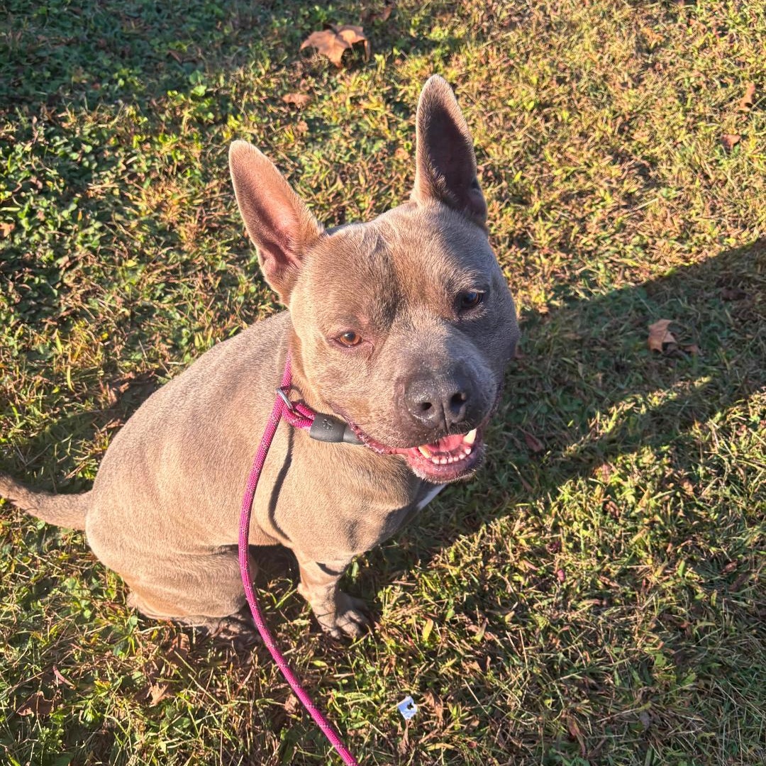Enlarge Fulton, a Adoptable Mixed Breed in FLEETWOOD, PA image 4/6