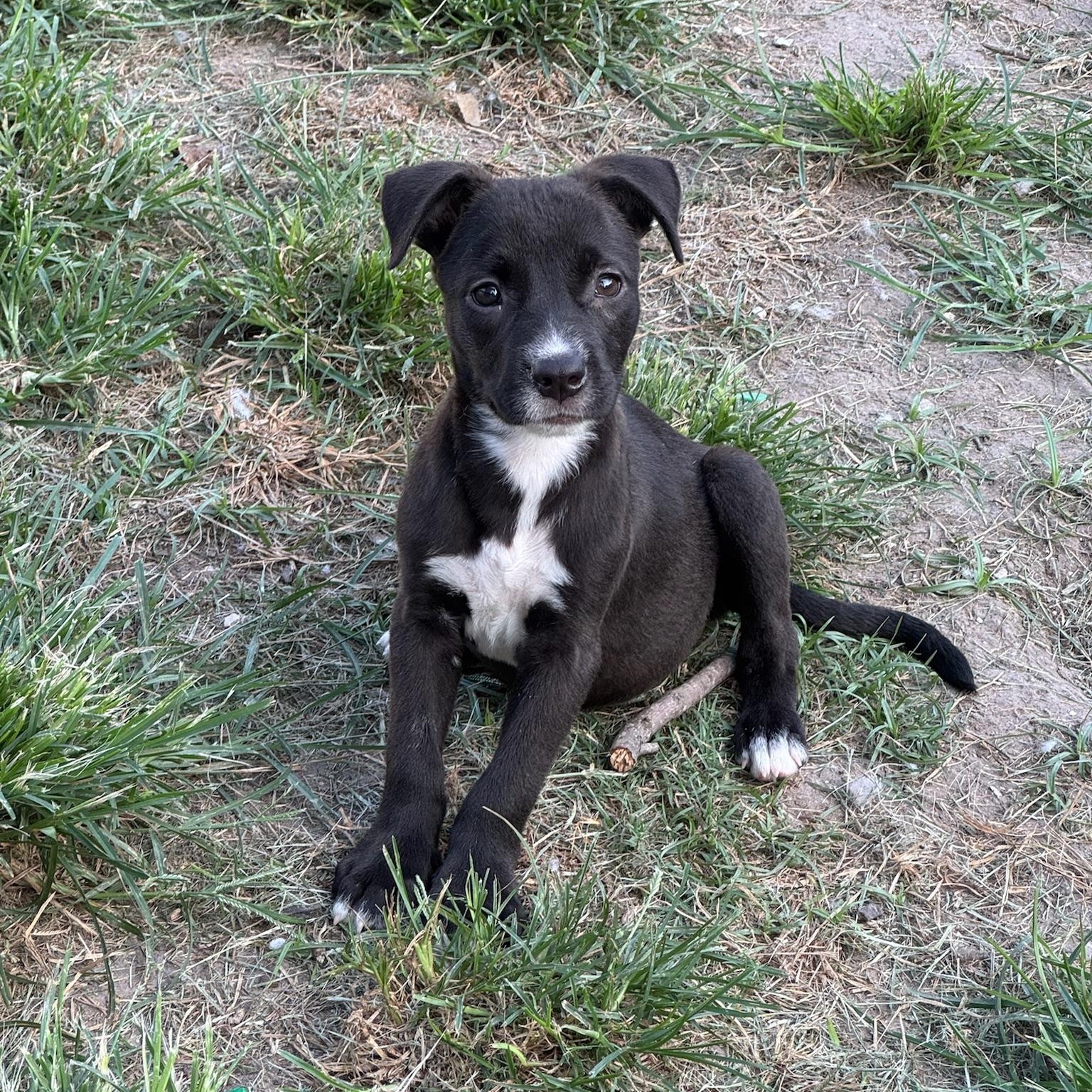 Tahiti, a Adoptable mixed breed in Puyallup, WA image 4/6