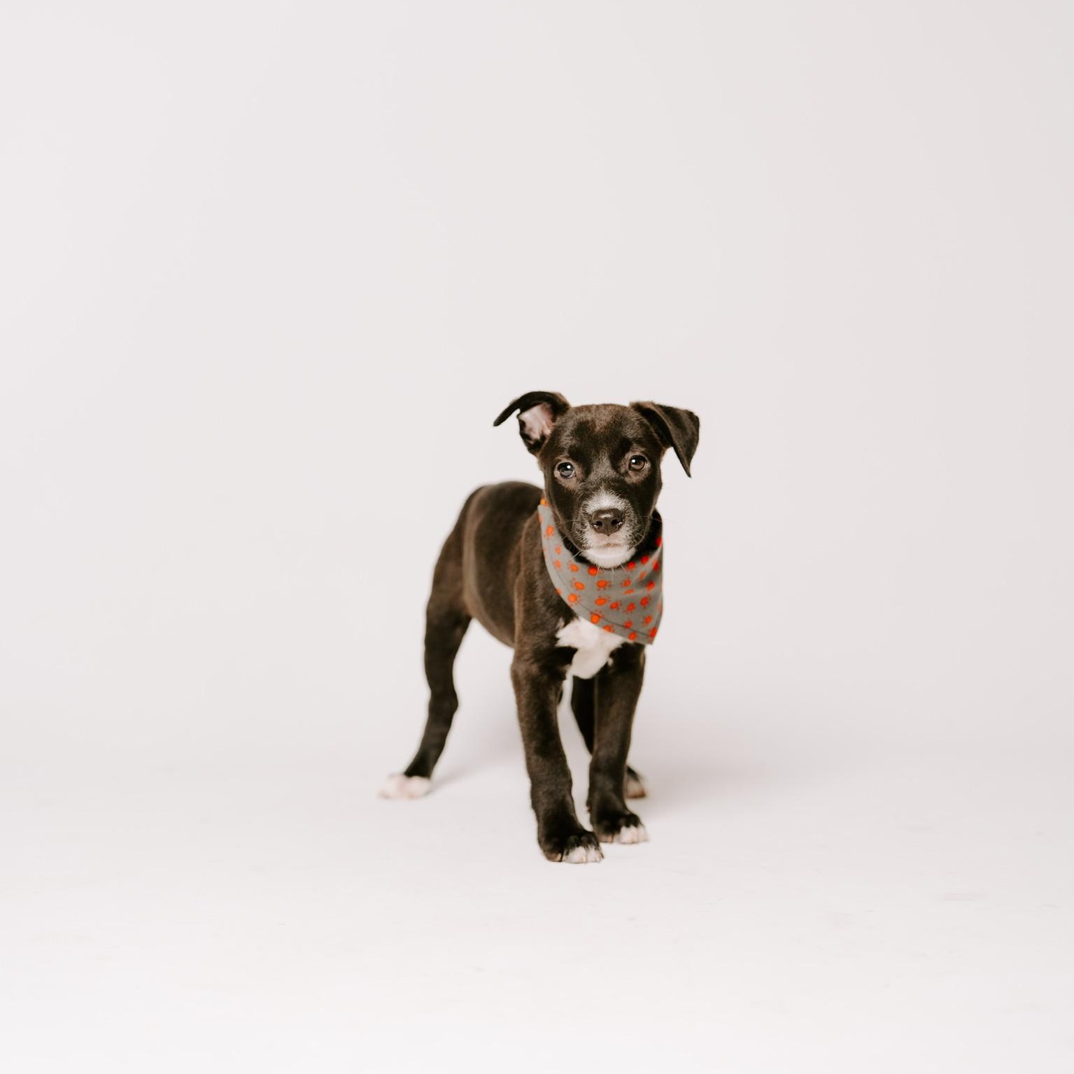 Tahiti, a Adoptable mixed breed in Puyallup, WA image 3/6