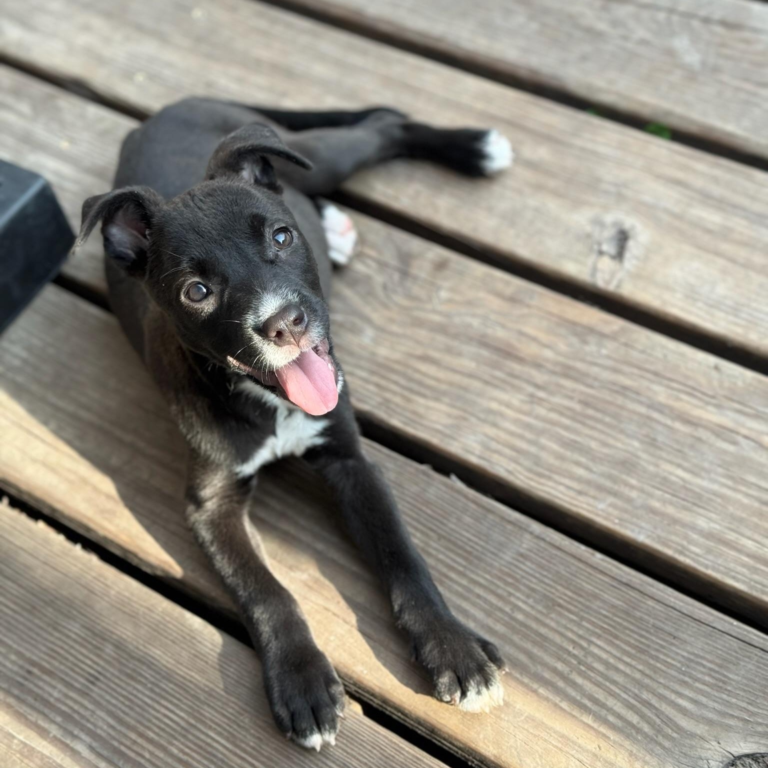 Tahiti, a Adoptable mixed breed in Puyallup, WA image 5/6