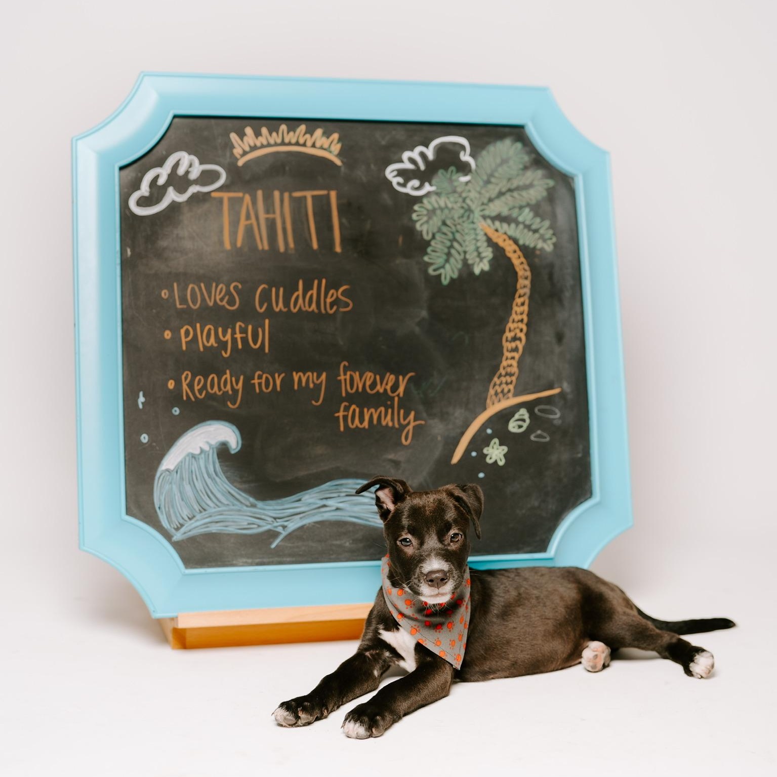 Tahiti, a Adoptable mixed breed in Puyallup, WA image 1/6