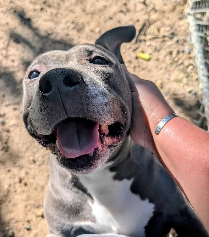Destiny, Adoptable, Adult Female Pit Bull Terrier.