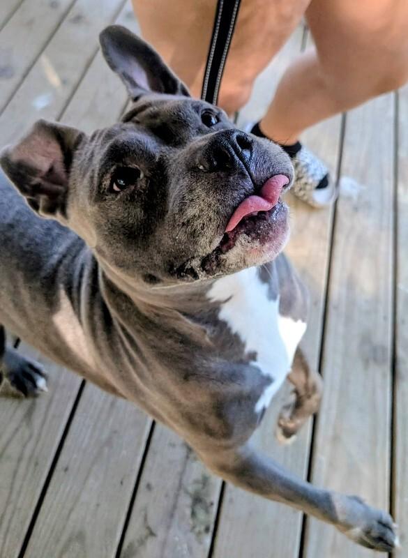 Destiny, a Adoptable Pit Bull Terrier in Colonial Heights, VA image 2/3