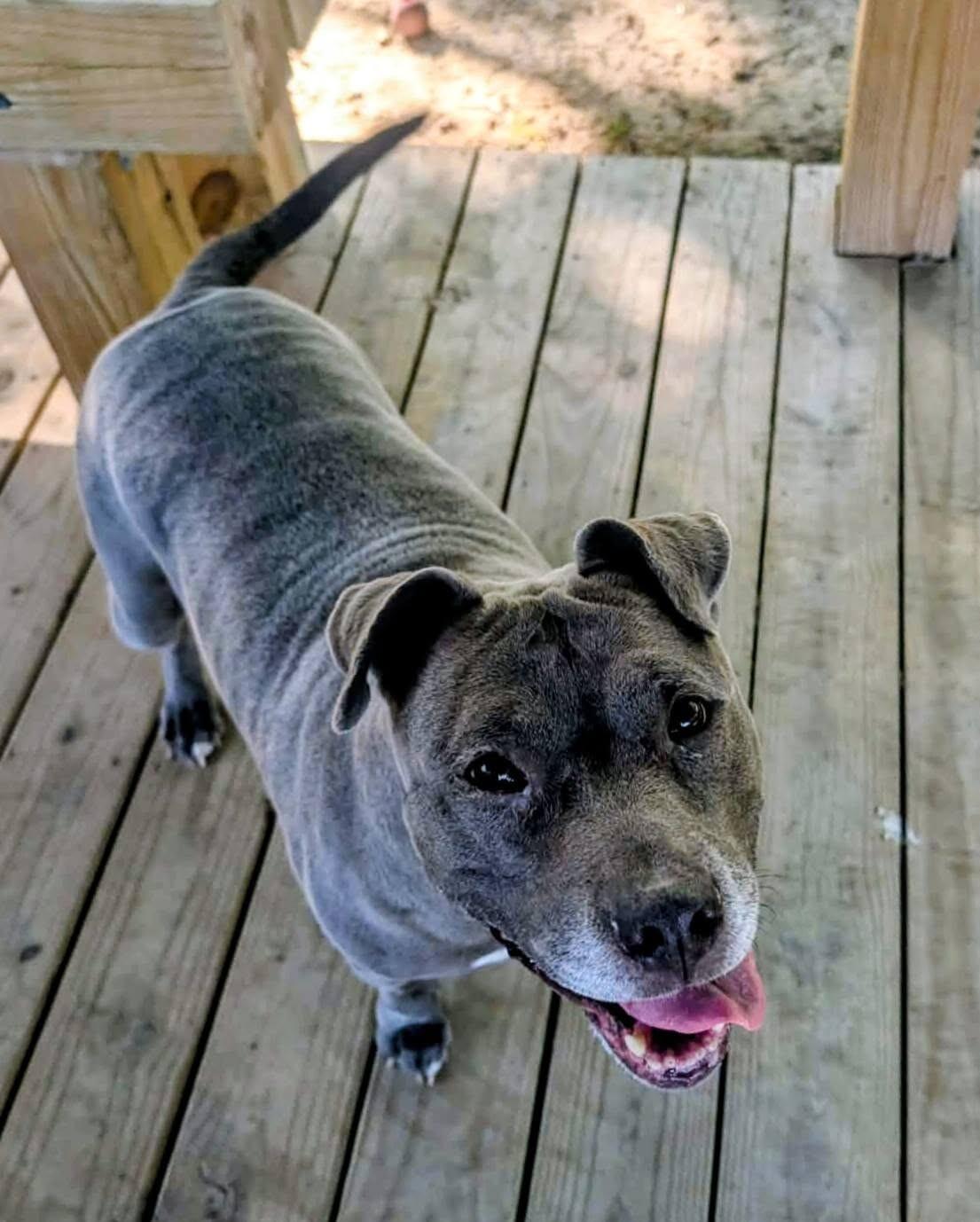 Destiny, a Adoptable Pit Bull Terrier in Colonial Heights, VA image 3/3