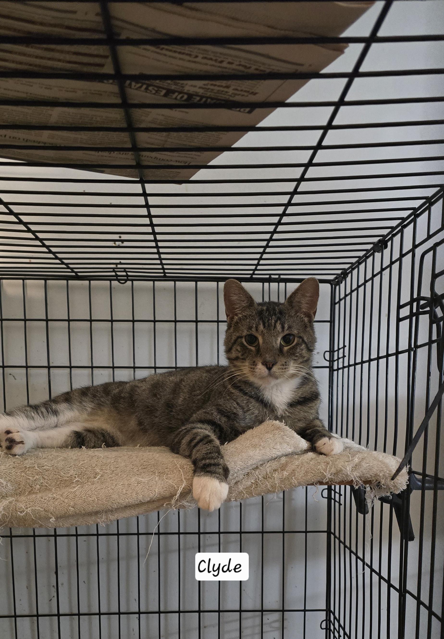 Enlarge Clyde, a Adoptable Tabby in Eastlake, OH image 4/4