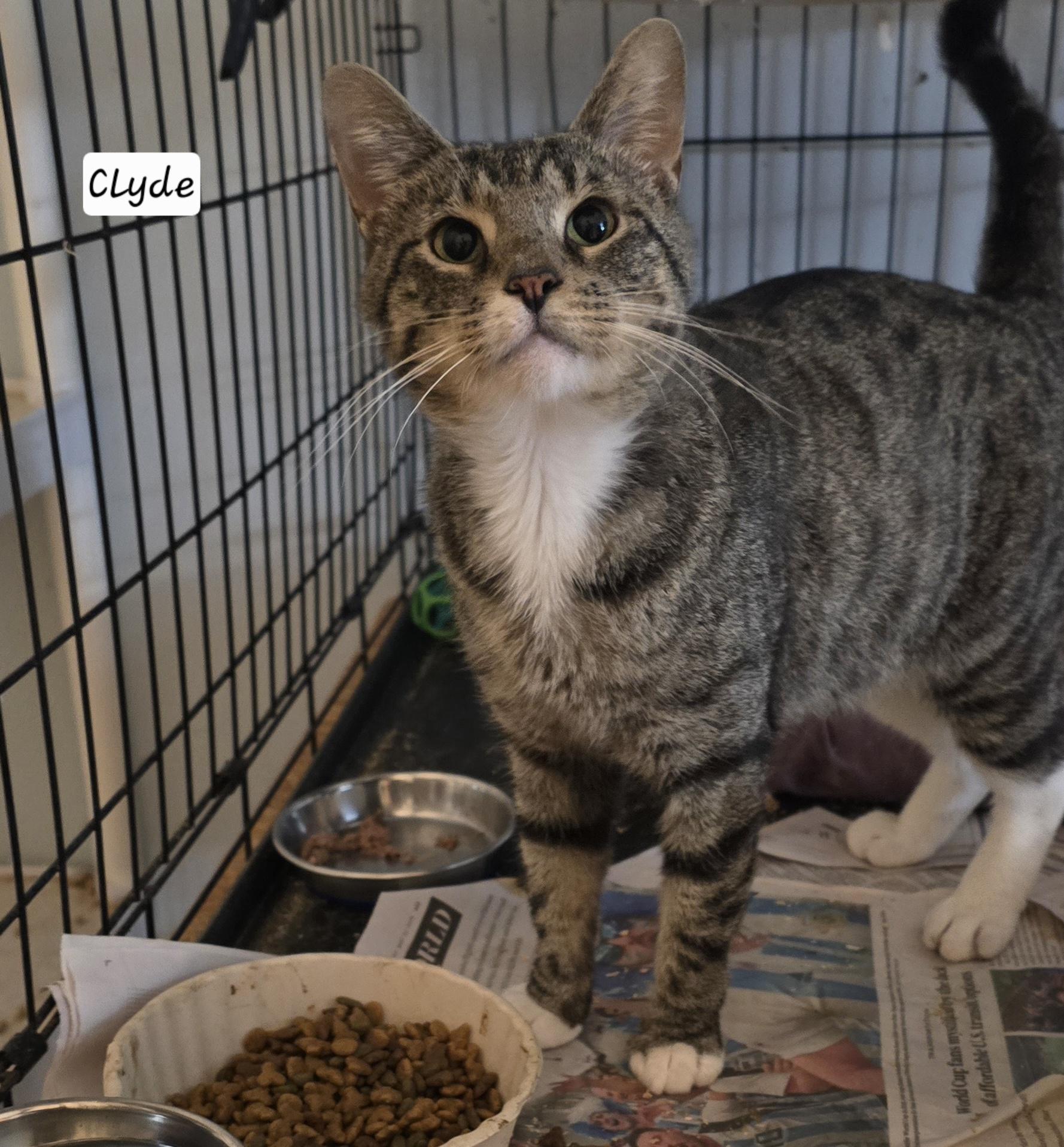 Enlarge Clyde, a Adoptable Tabby in Eastlake, OH image 3/4