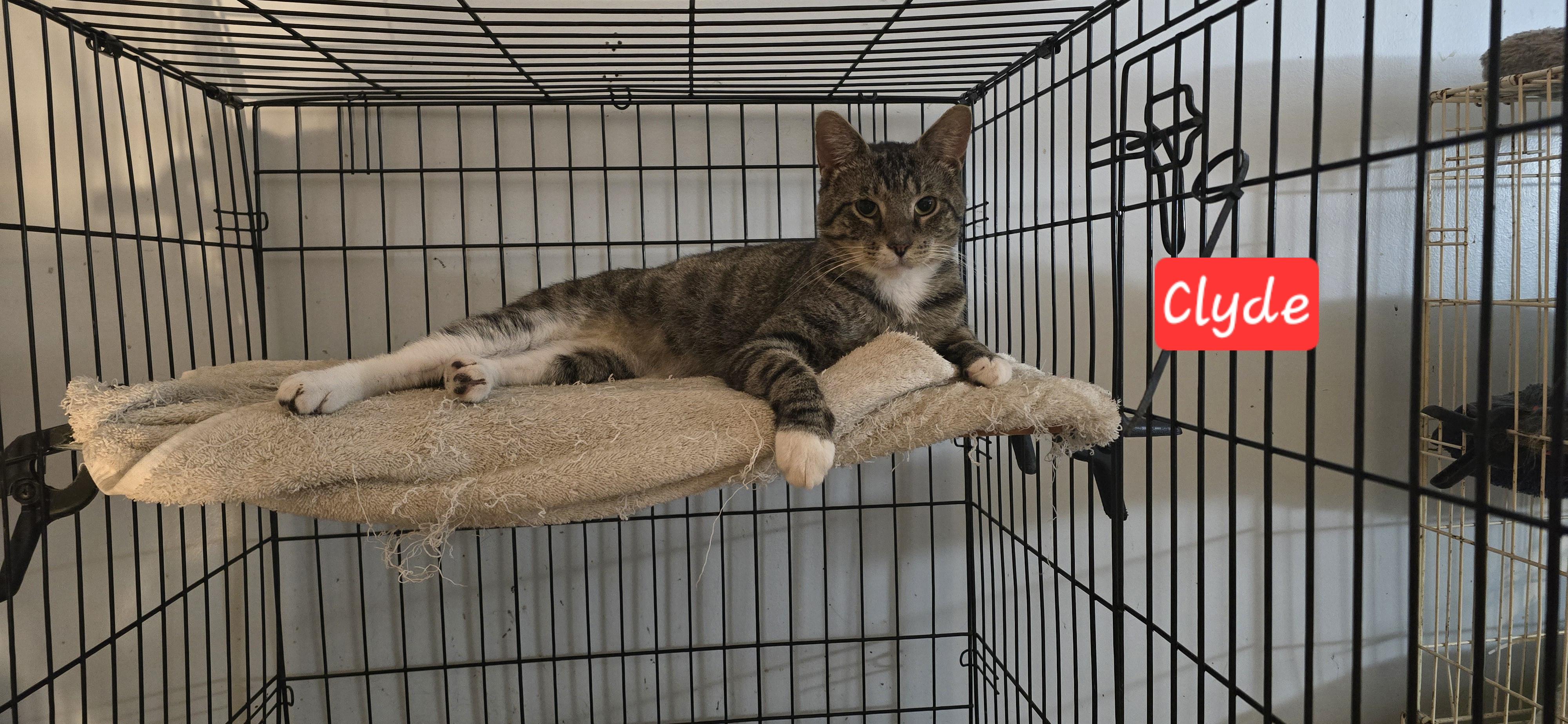 Enlarge Clyde, a Adoptable Tabby in Eastlake, OH image 2/4