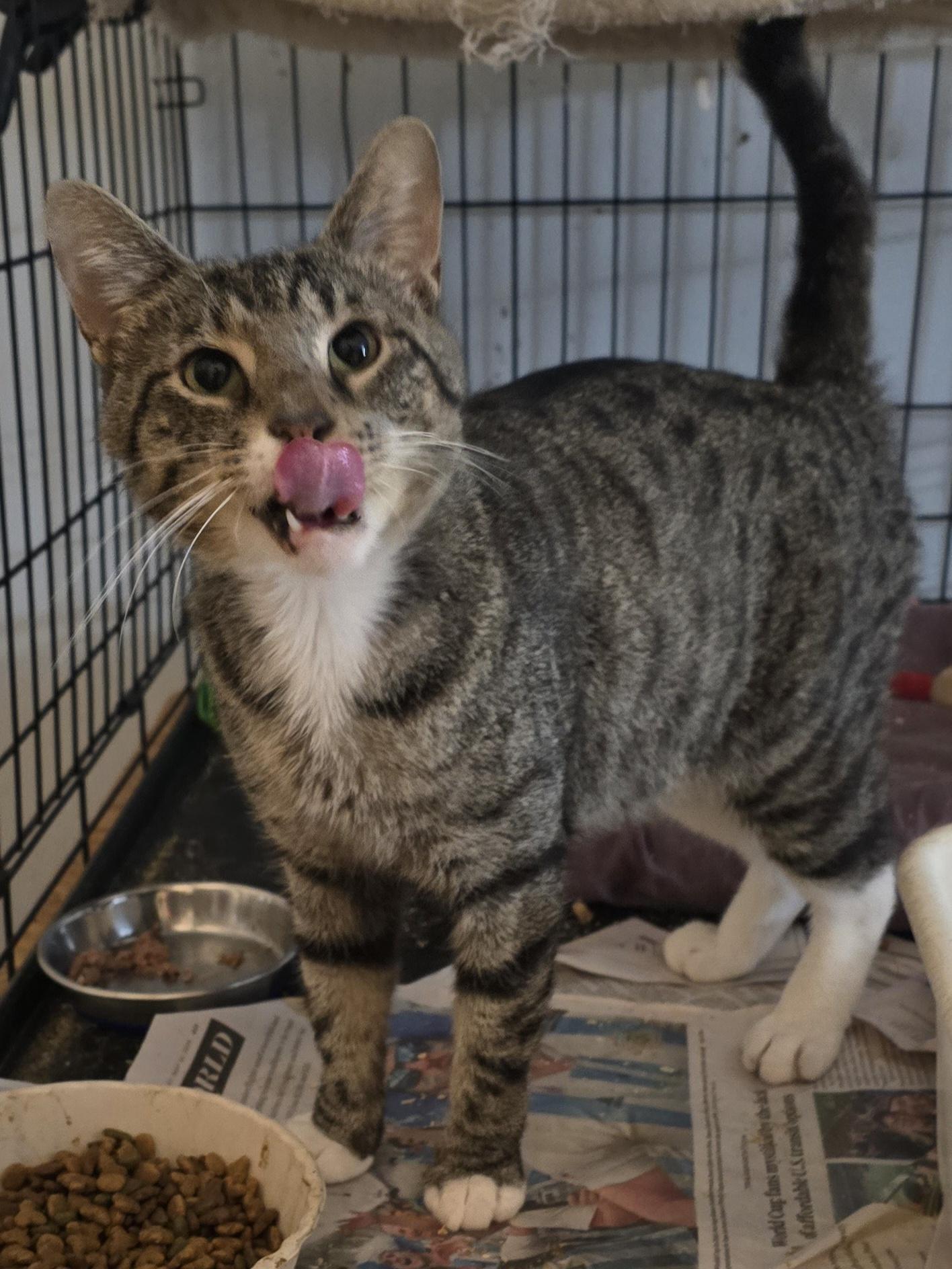 Enlarge Clyde, a Adoptable Tabby in Eastlake, OH image 1/4