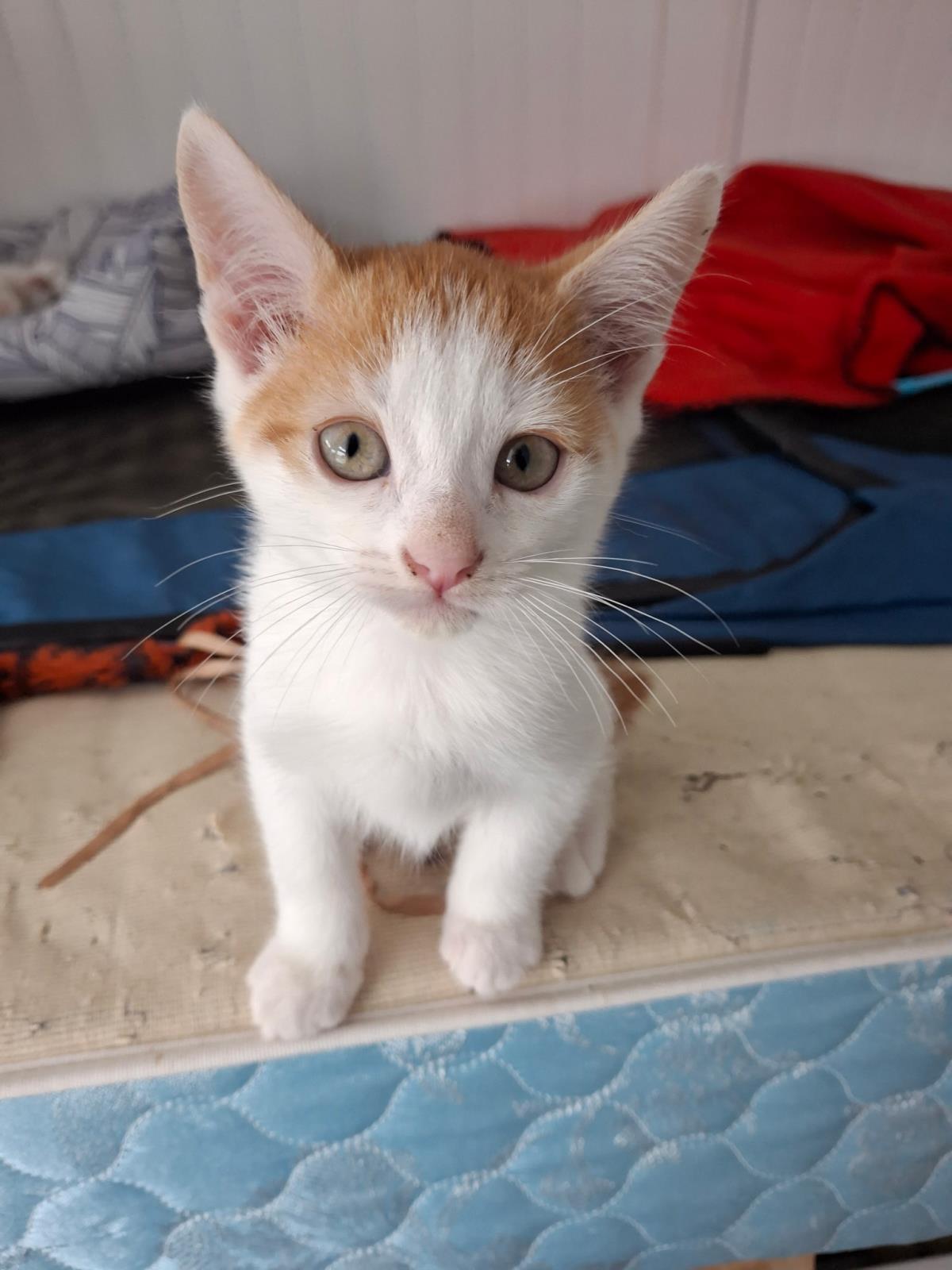 Poker, Adoptable, Kitten Male Domestic Medium Hair.
