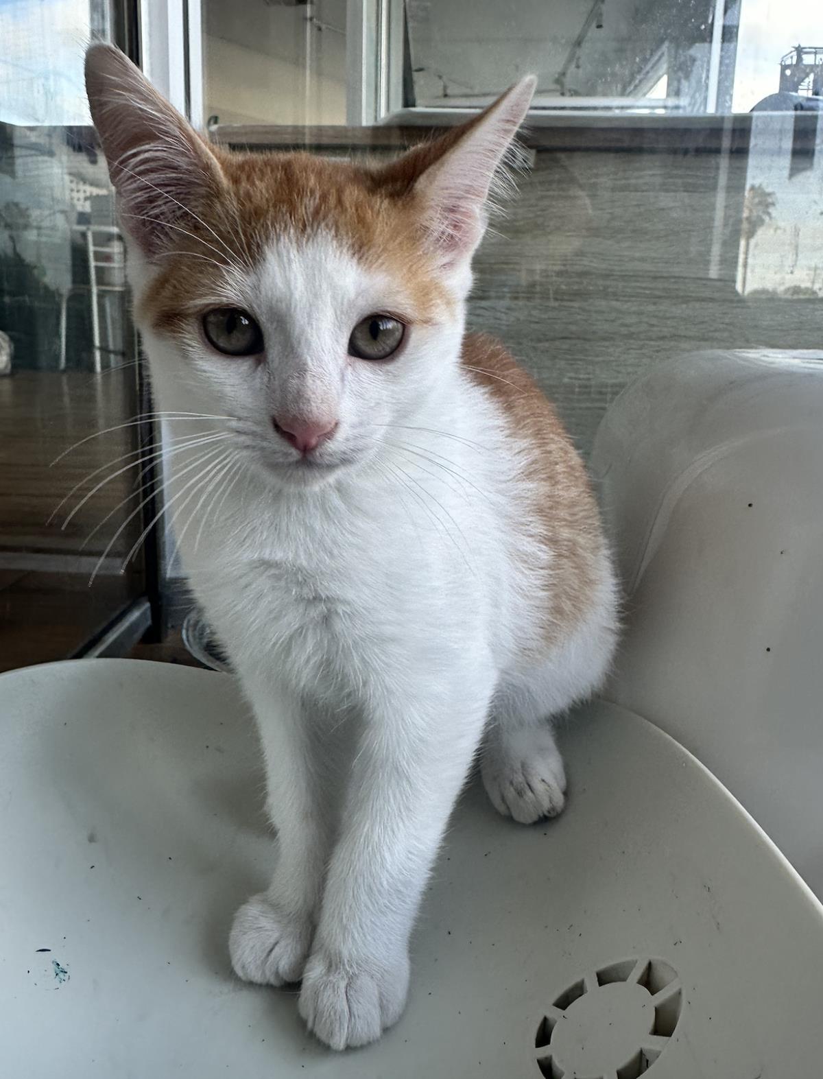 Poker, a Adoptable Domestic Medium Hair in La Jolla, CA image 2/2